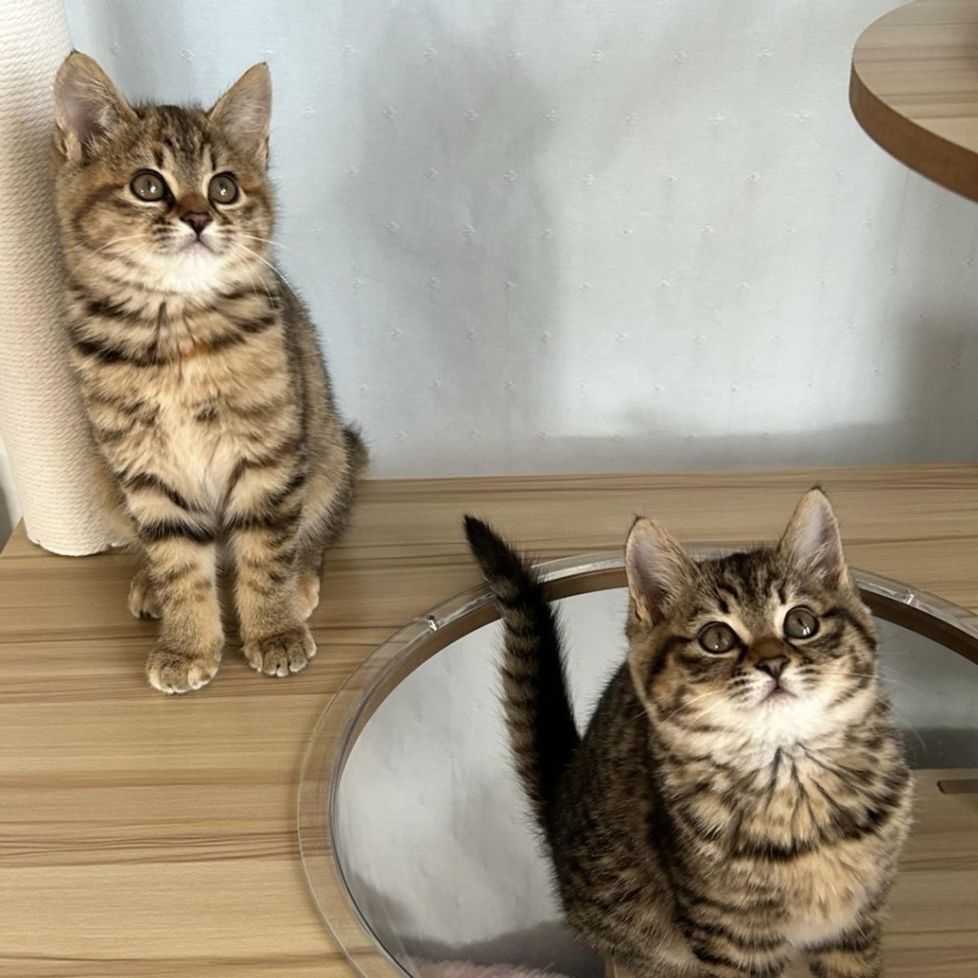 pet-image-7