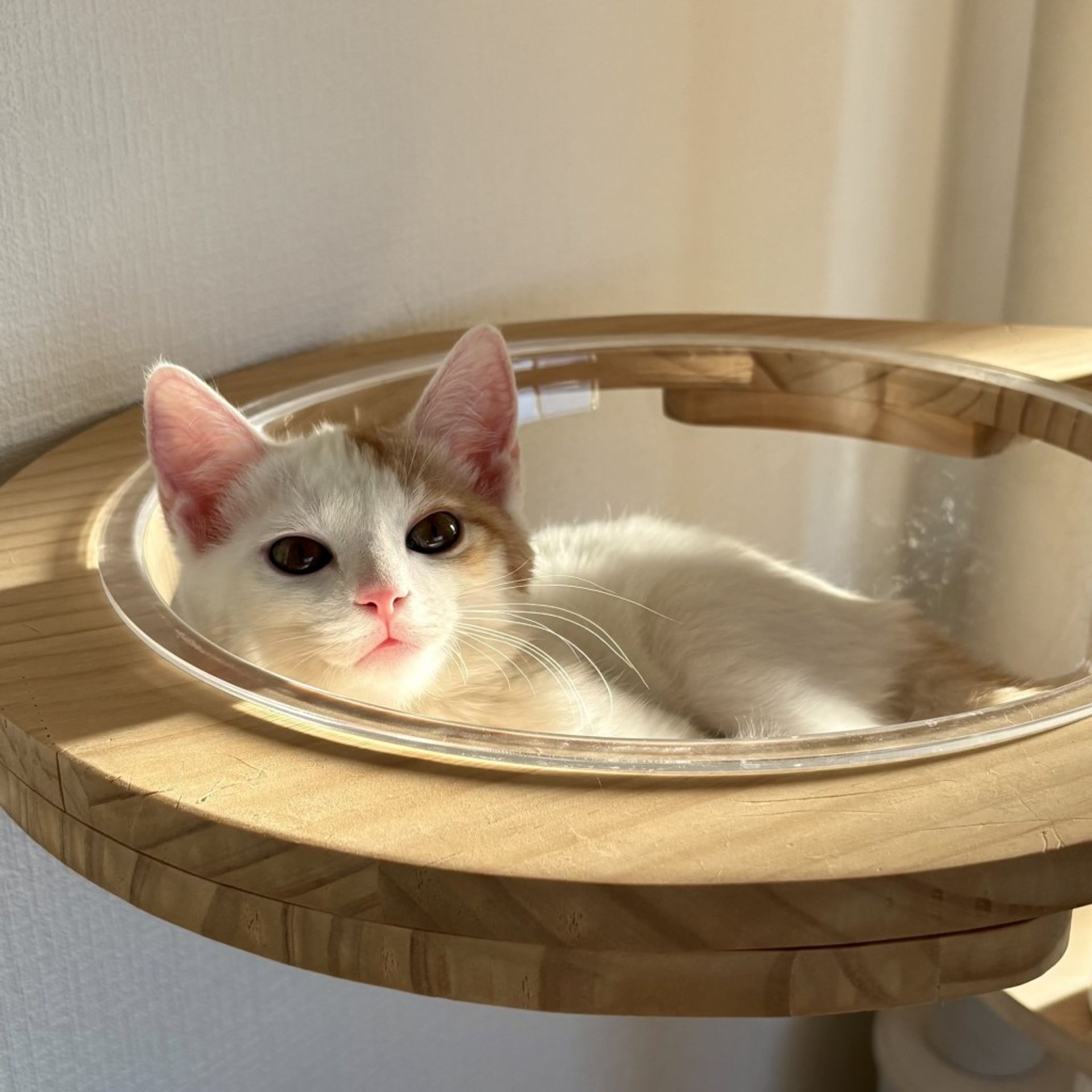 雑種（ミックス猫）・オスの里親募集の写真