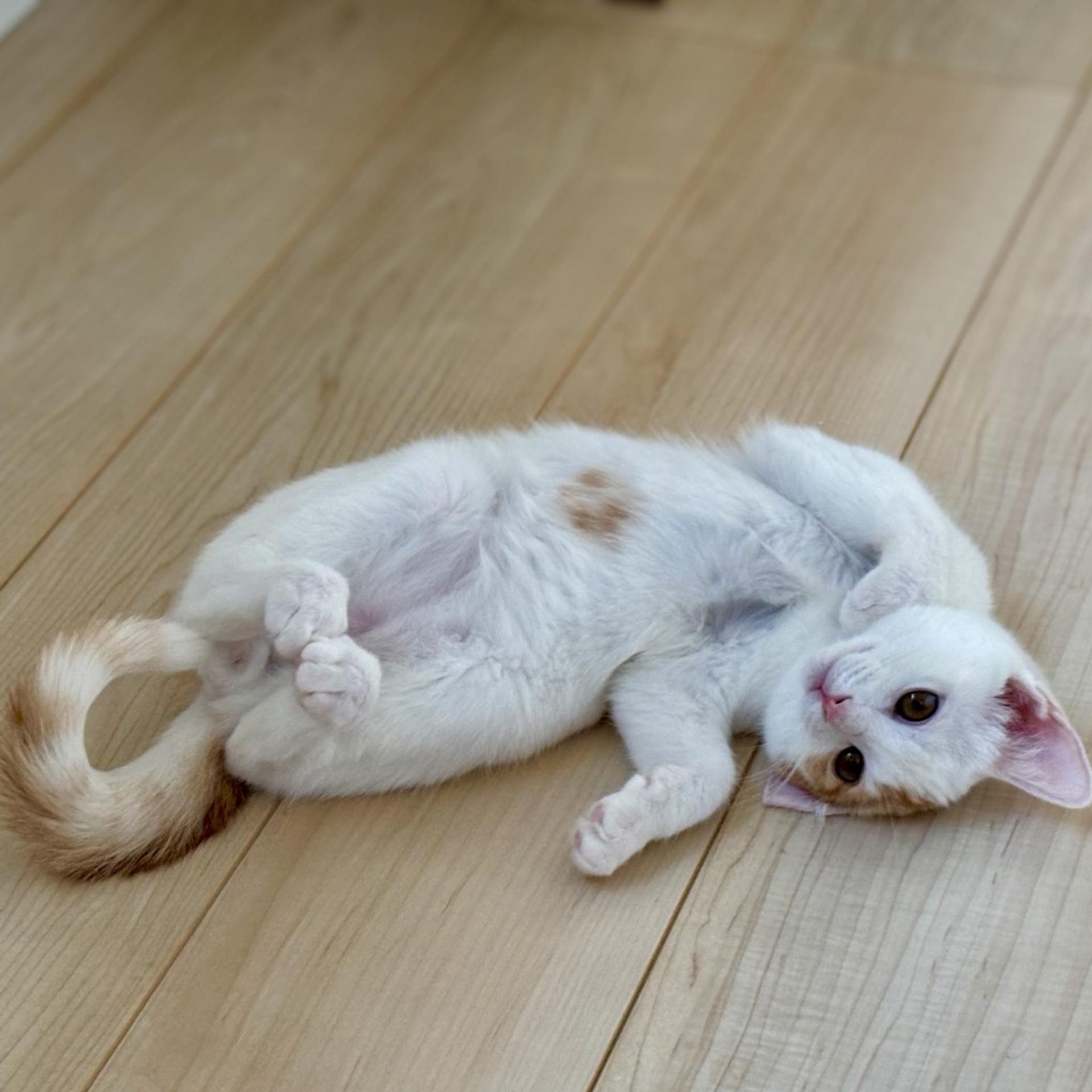 pet-image-3