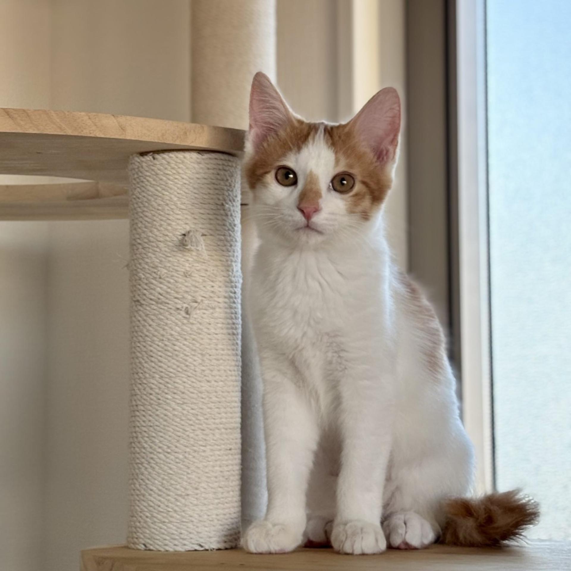 pet-image-2