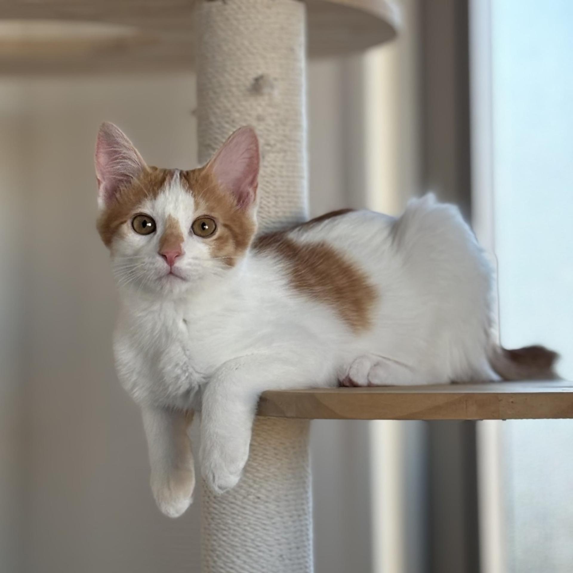 pet-image-3