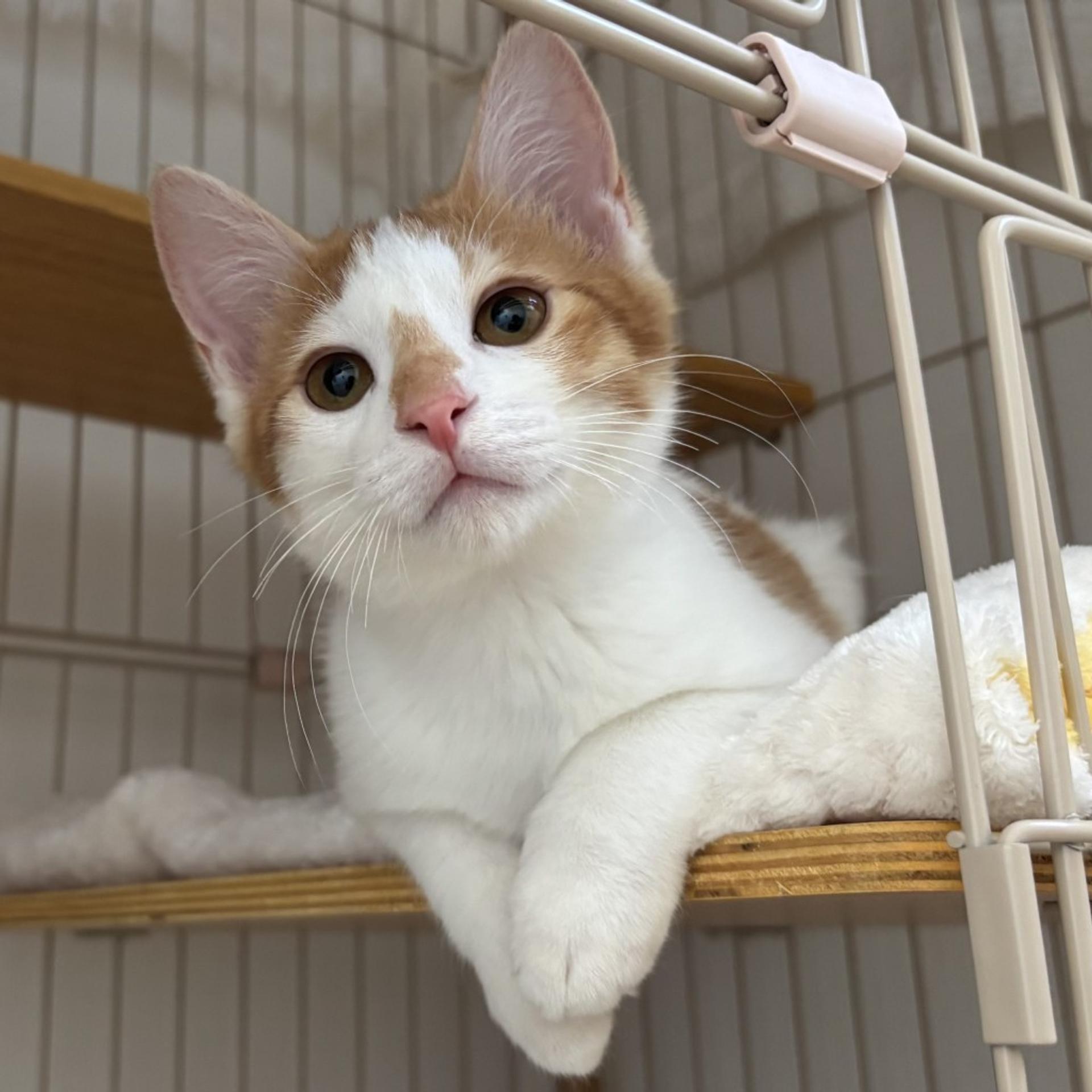 pet-image-4