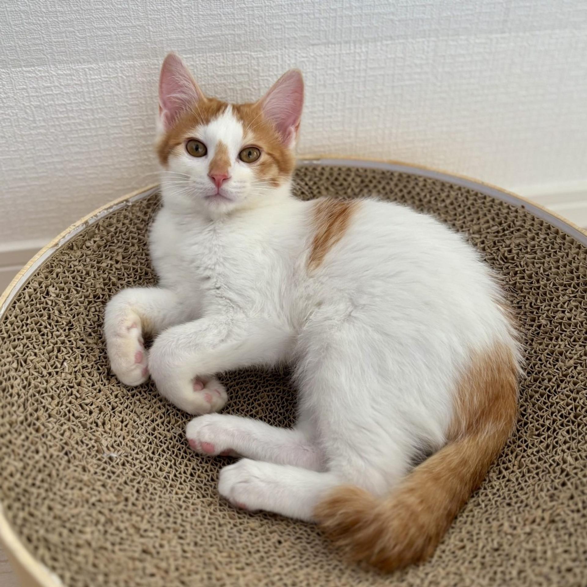 pet-image-5
