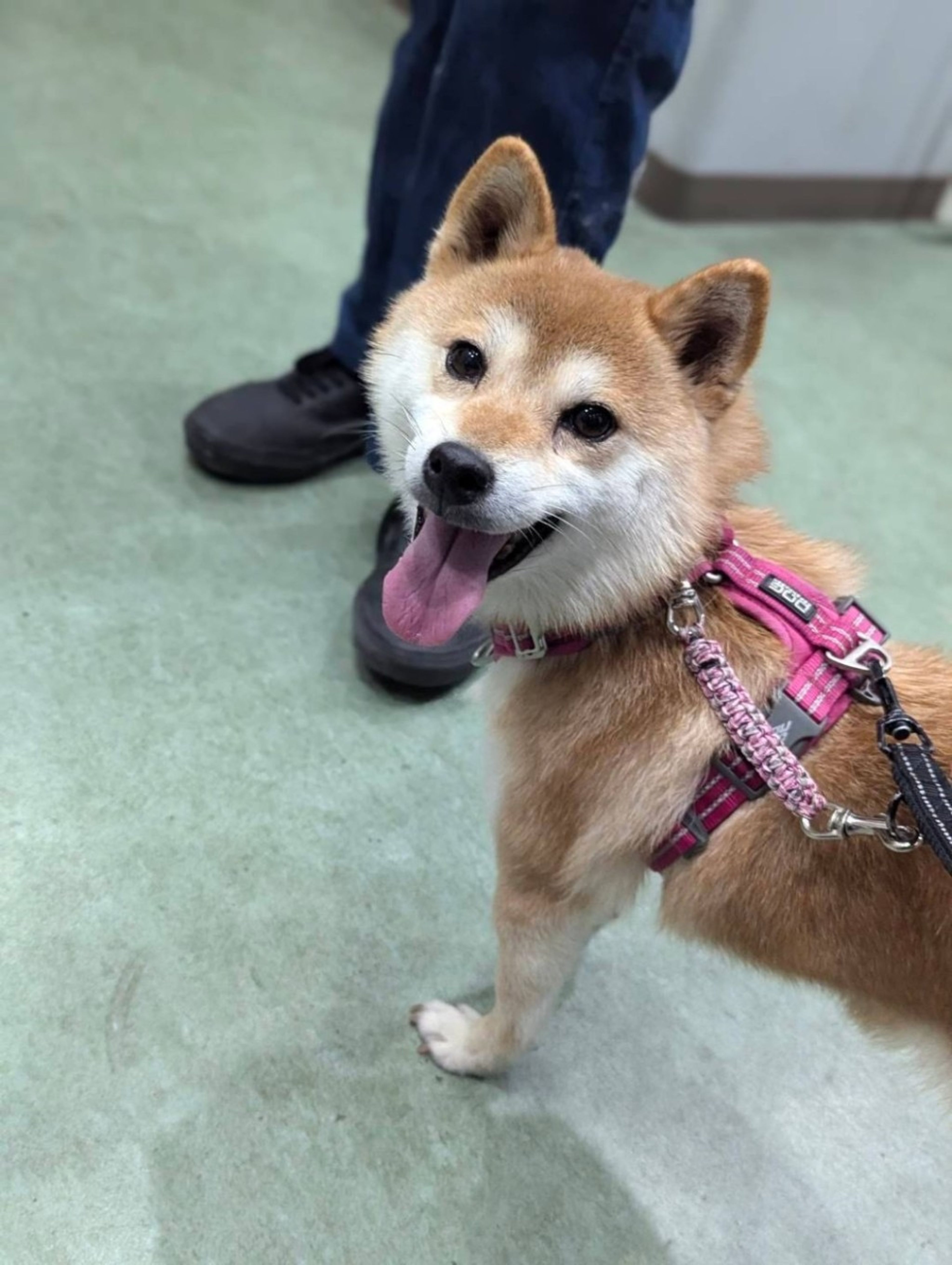 pet-image-3