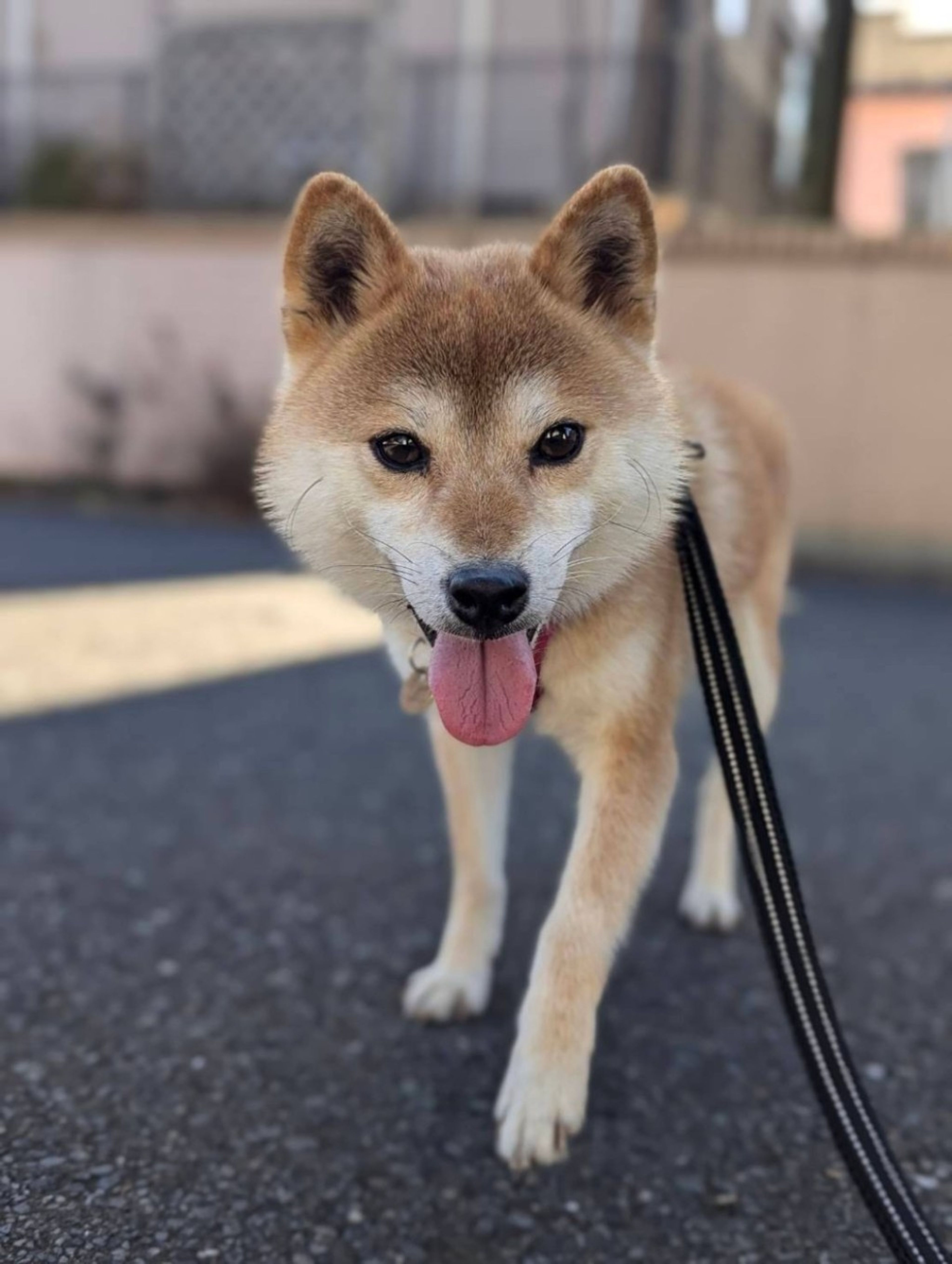 pet-image-4