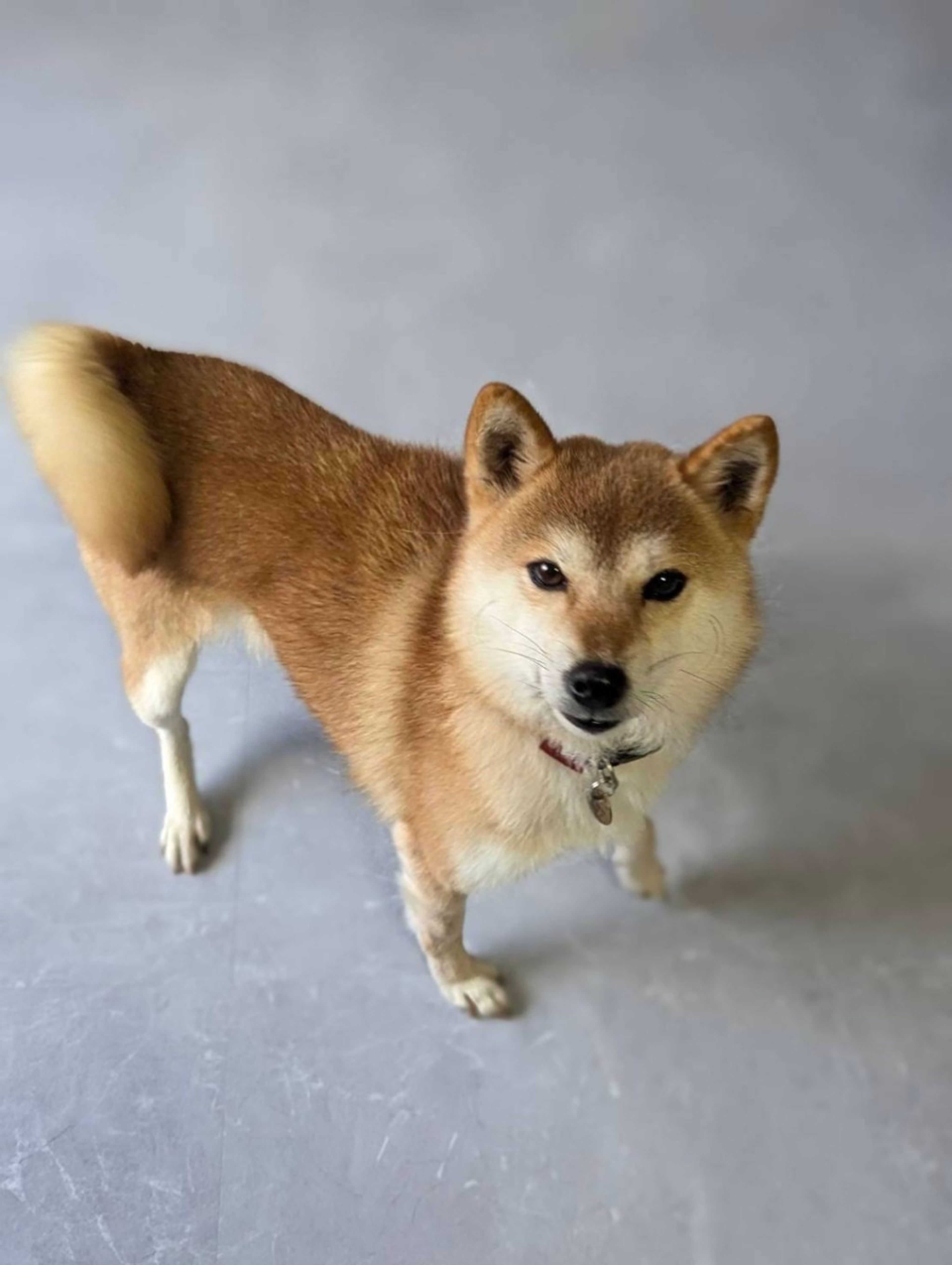 pet-image-5