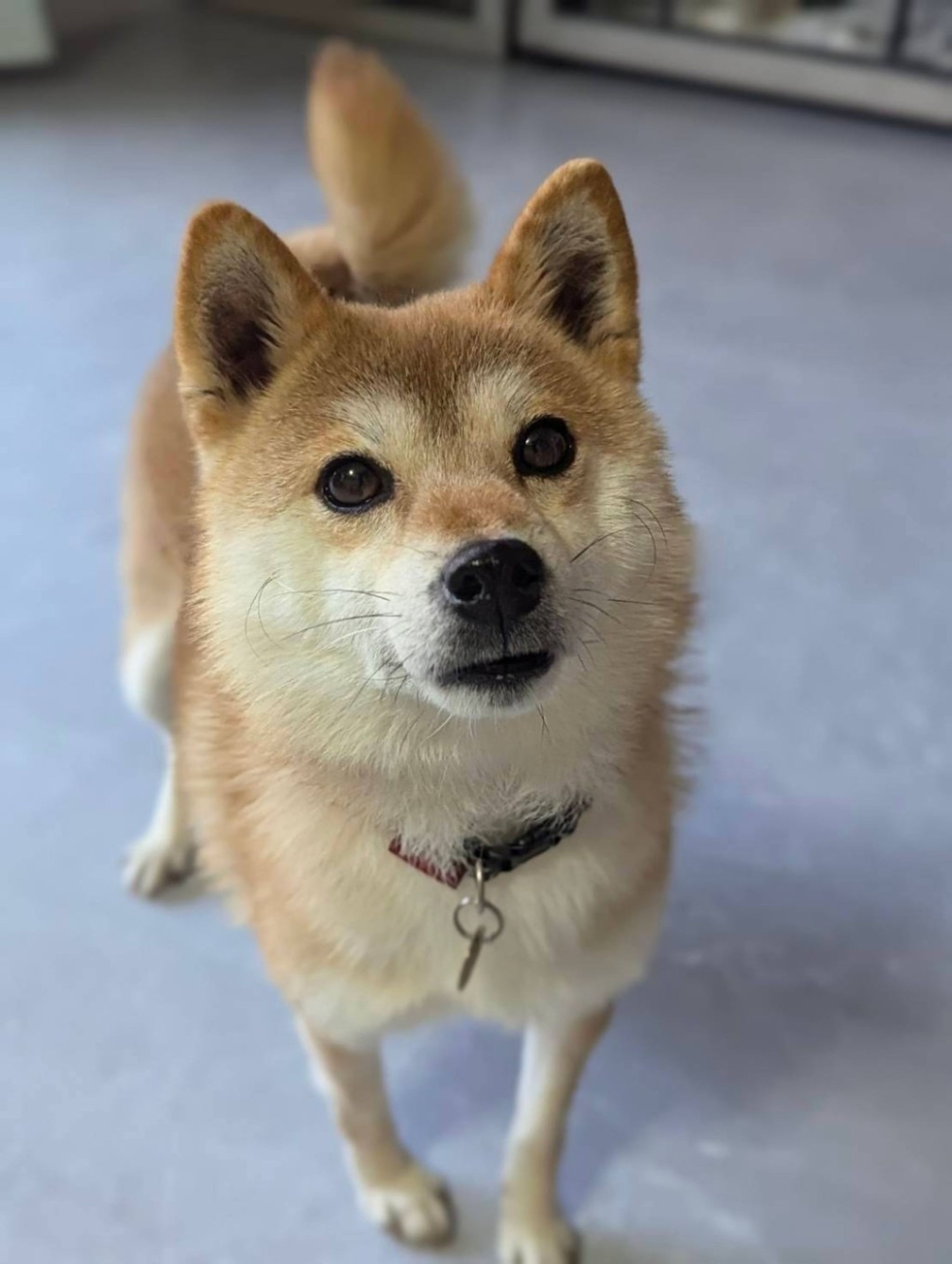 柴犬・メスの里親募集の写真