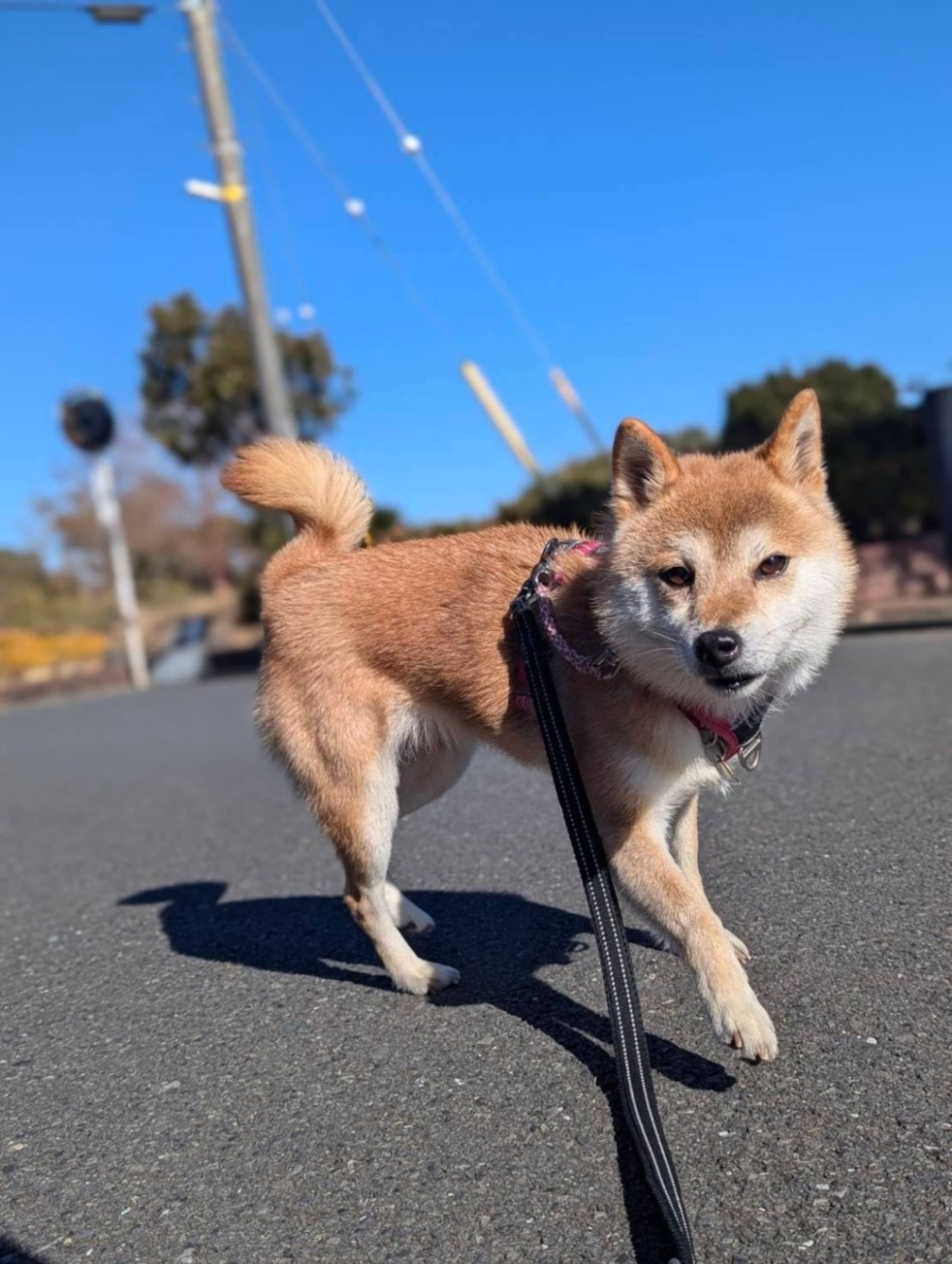 pet-image-2