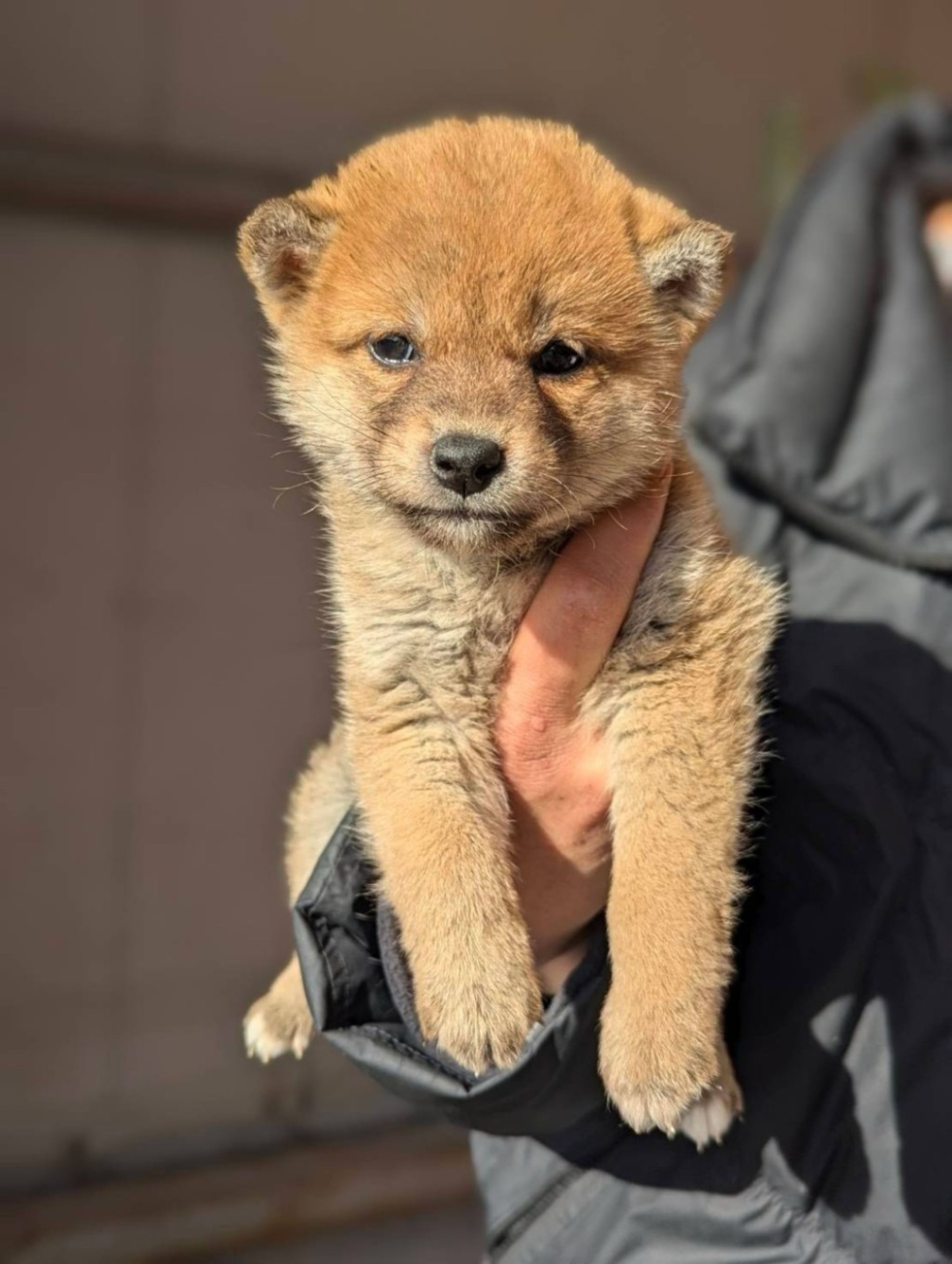 pet-image-2
