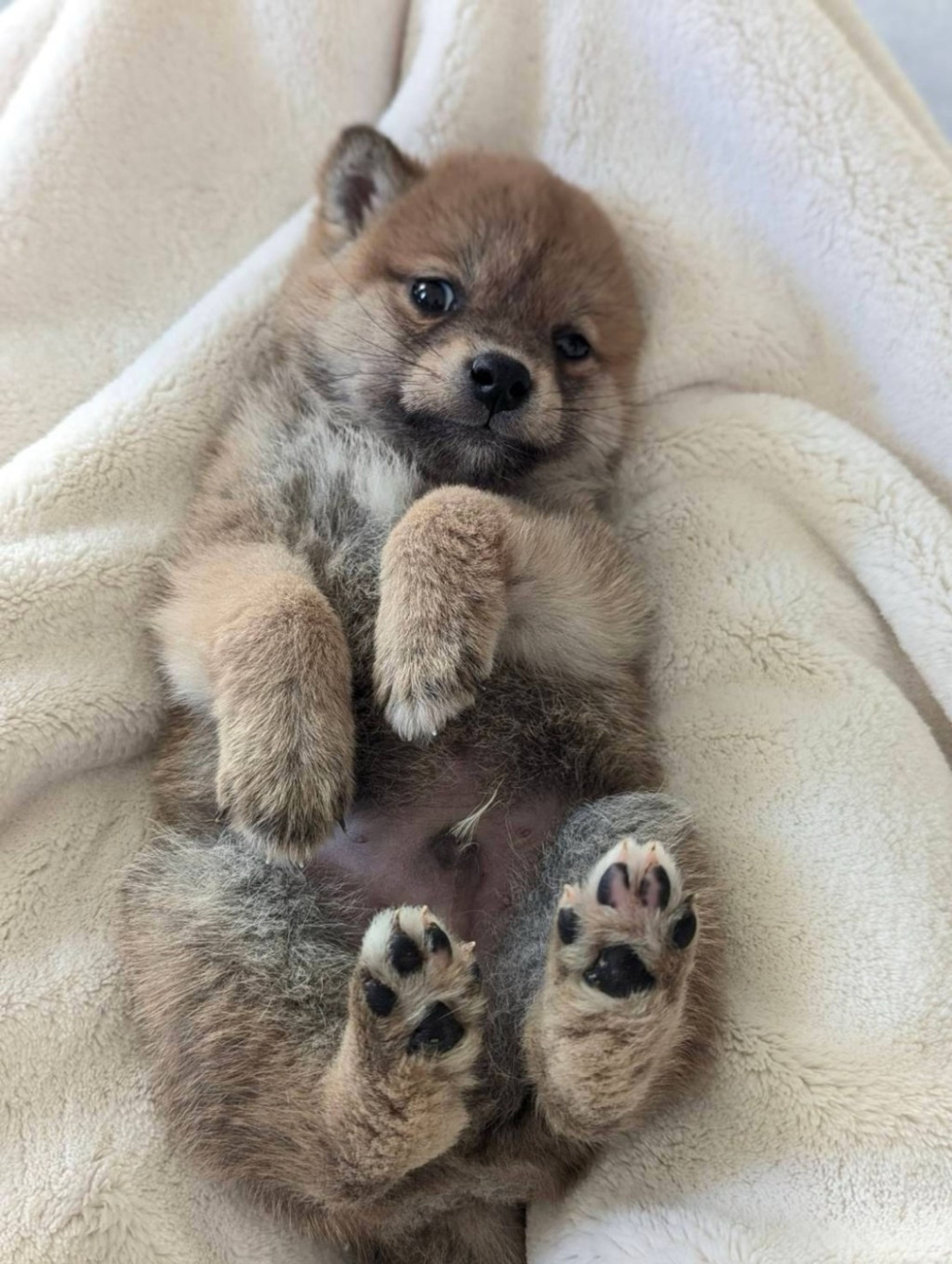 pet-image-3