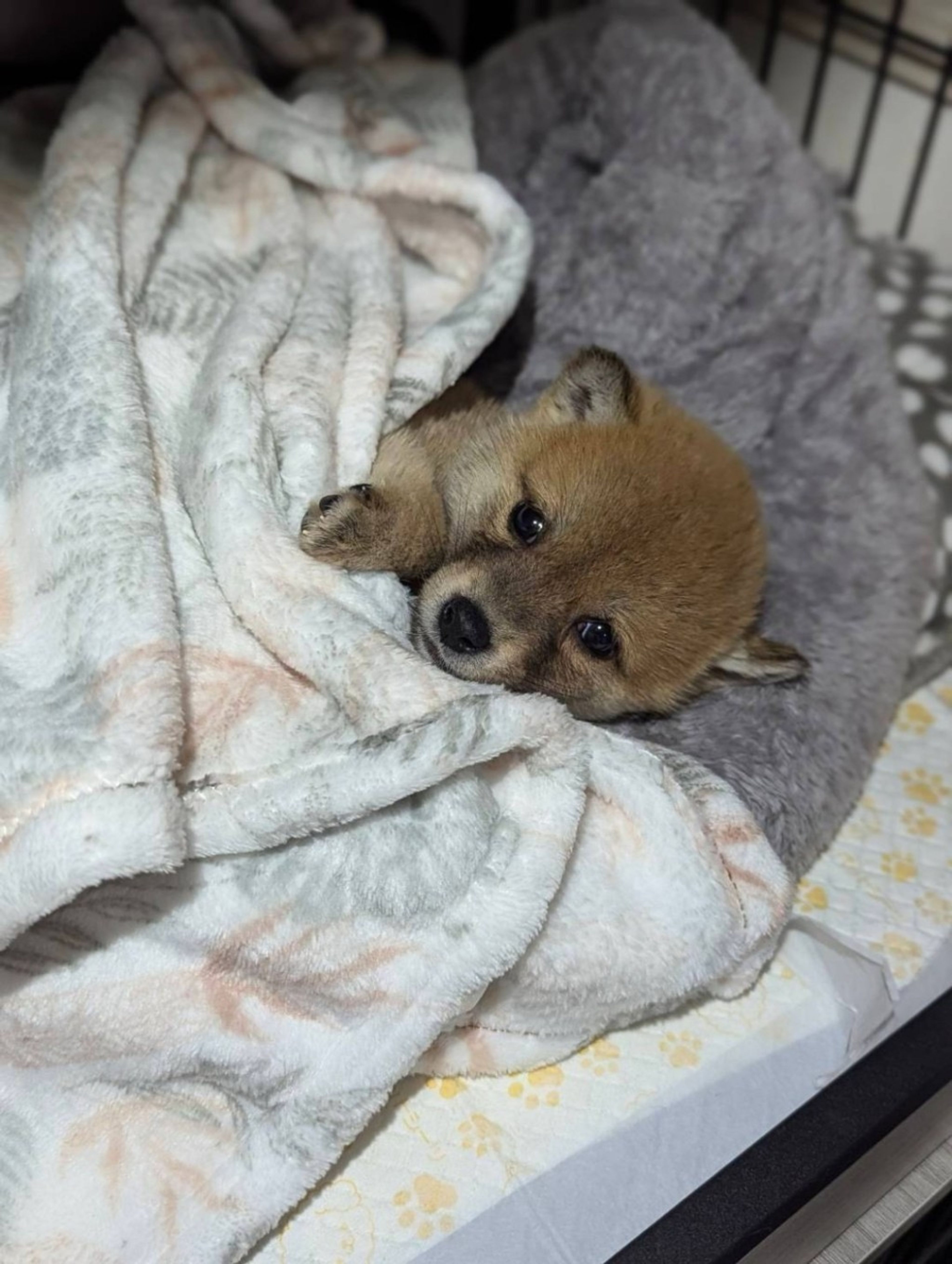 pet-image-5
