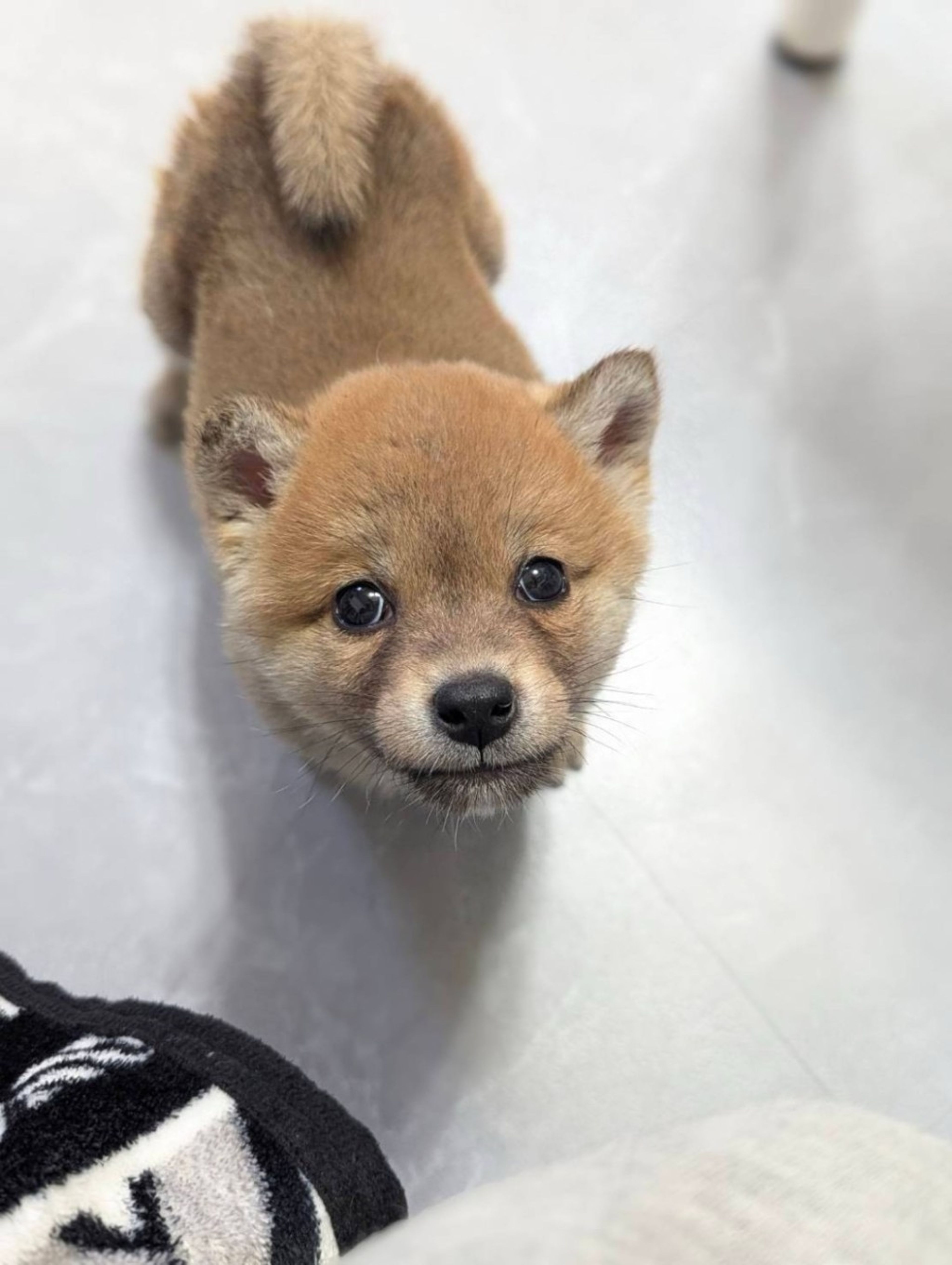 柴犬・オスの里親募集の写真