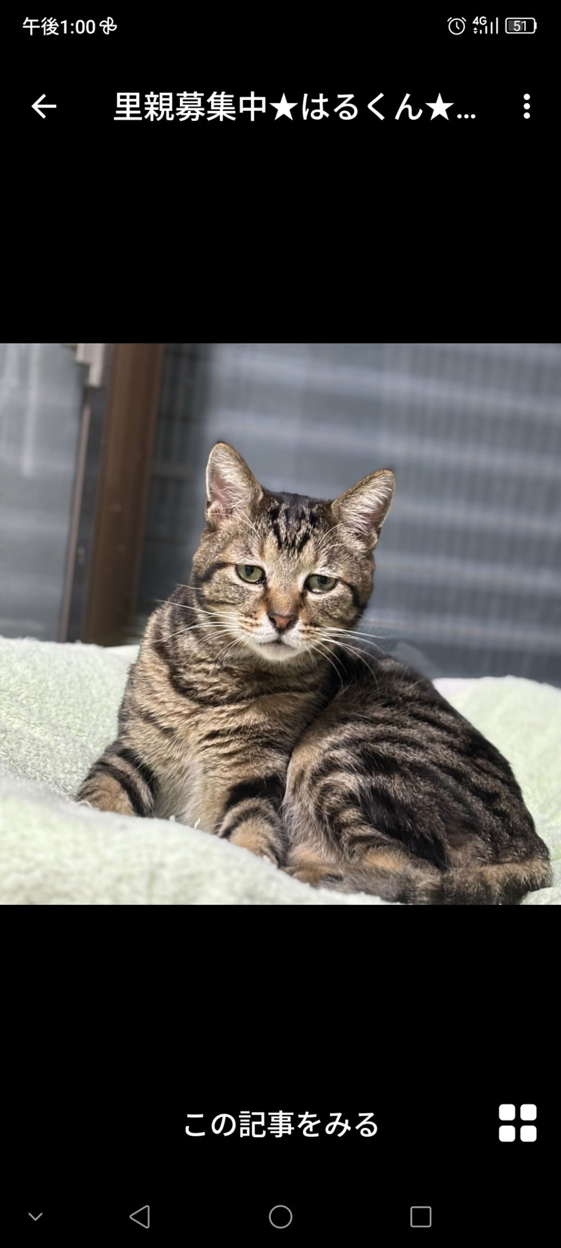 雑種（ミックス猫）・オスの里親募集の写真