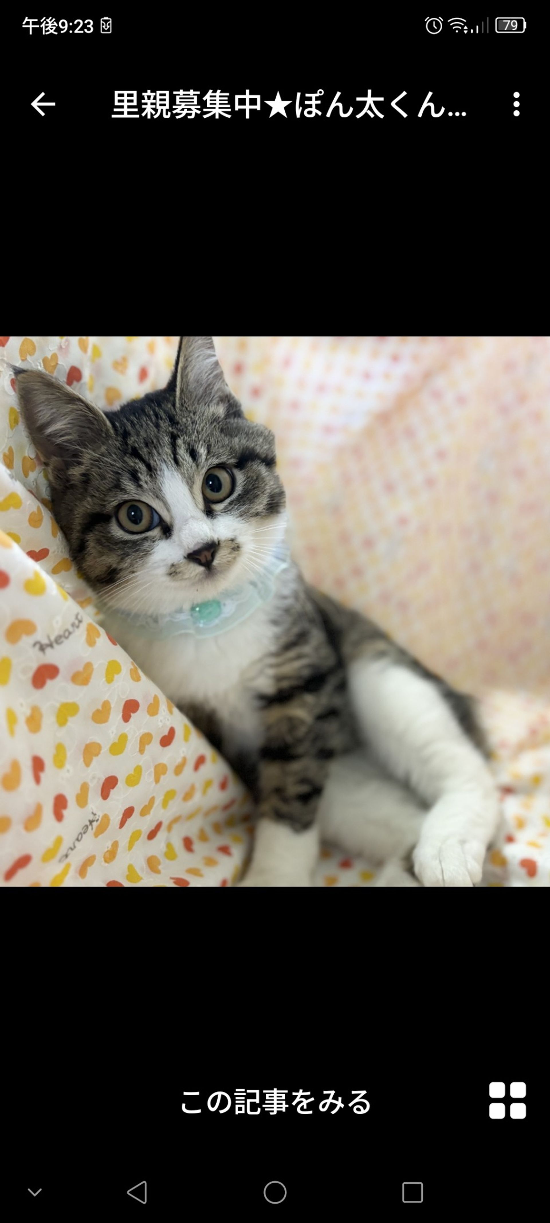 雑種（ミックス猫）・オスの里親募集の写真