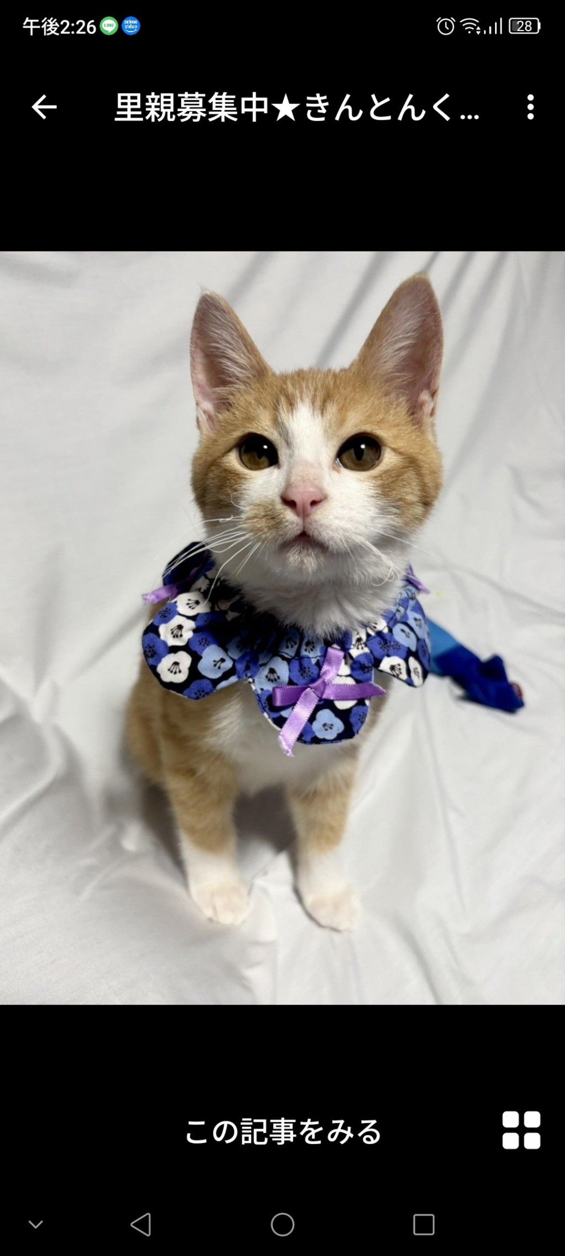 pet-image-2