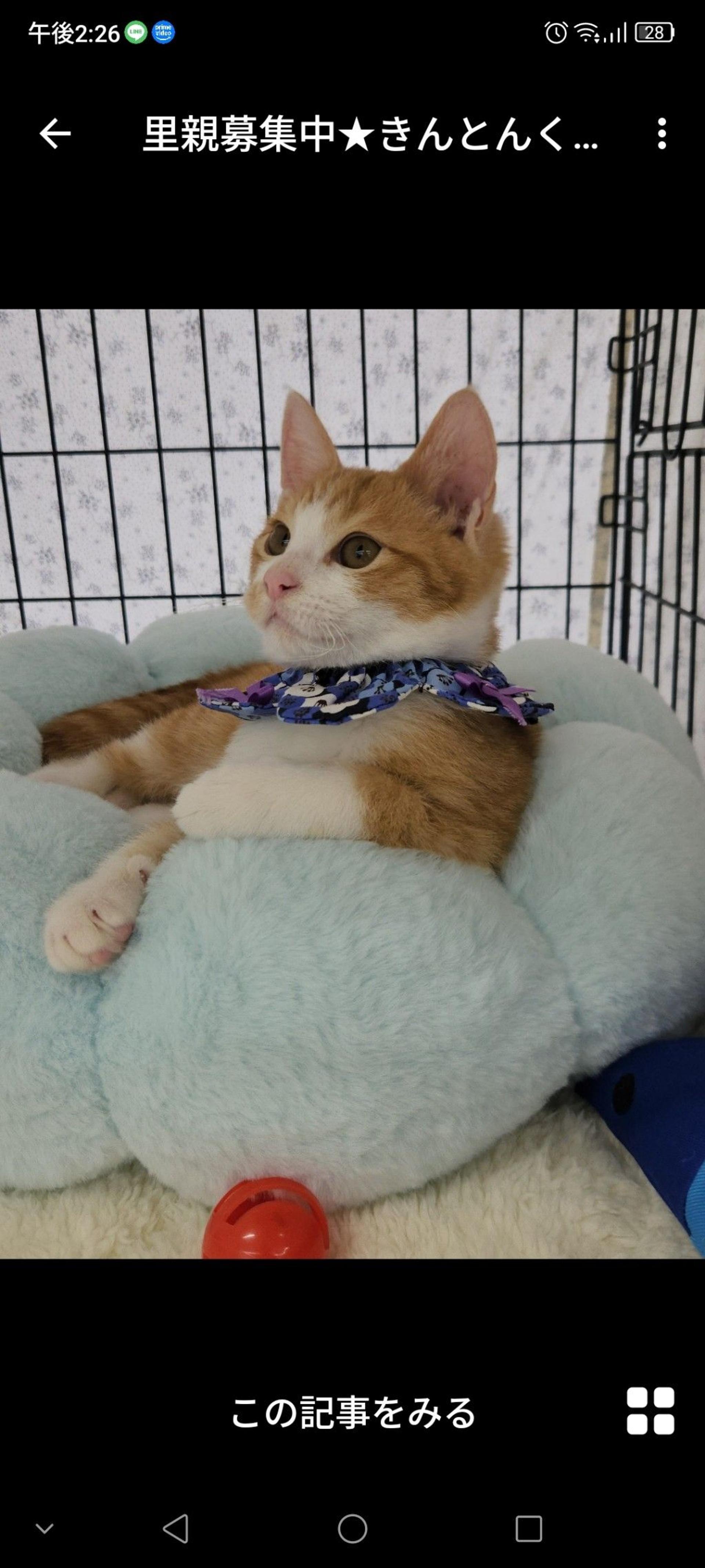 pet-image-3