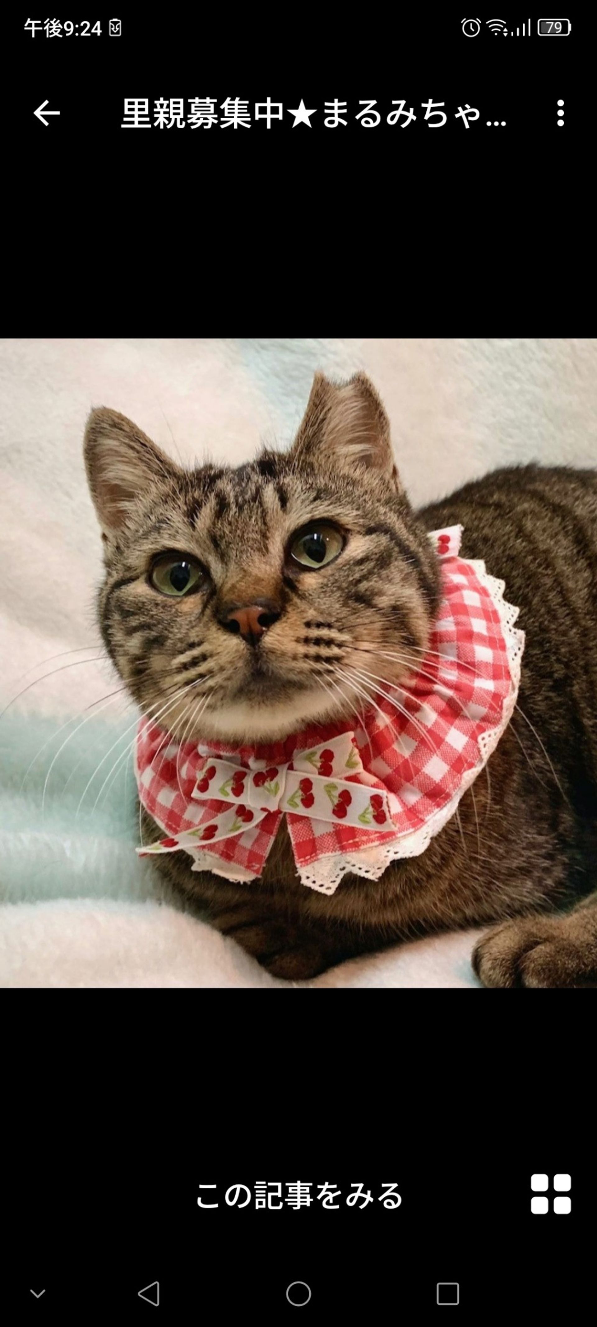 雑種（ミックス猫）・メスの里親募集の写真