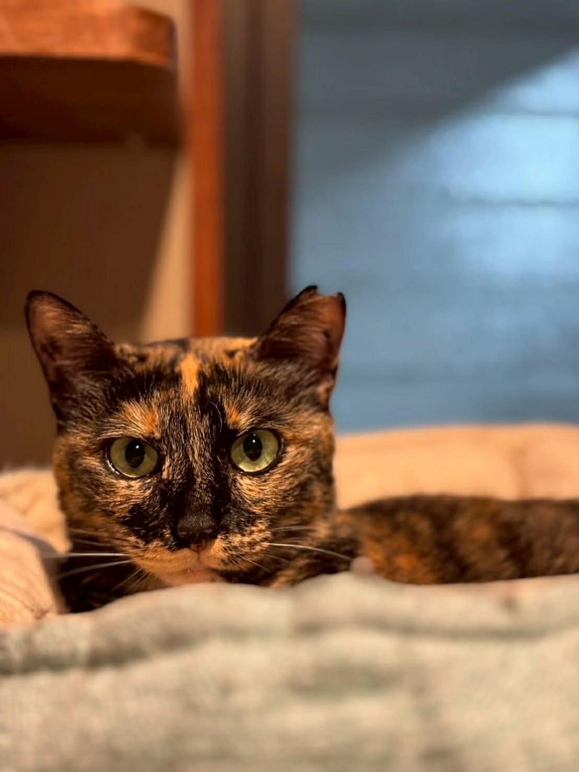 雑種（ミックス猫）・メスの里親募集の写真