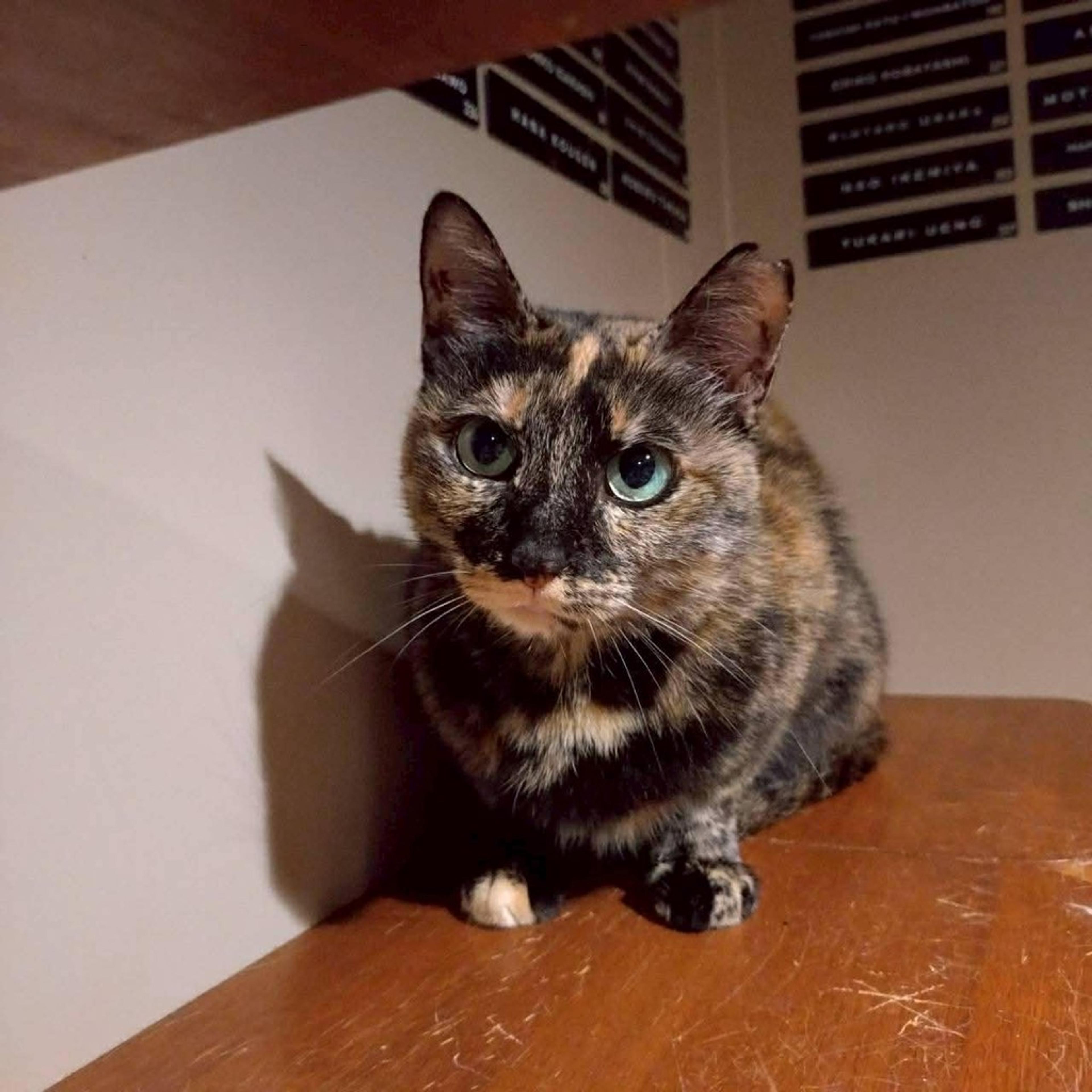 pet-image-2