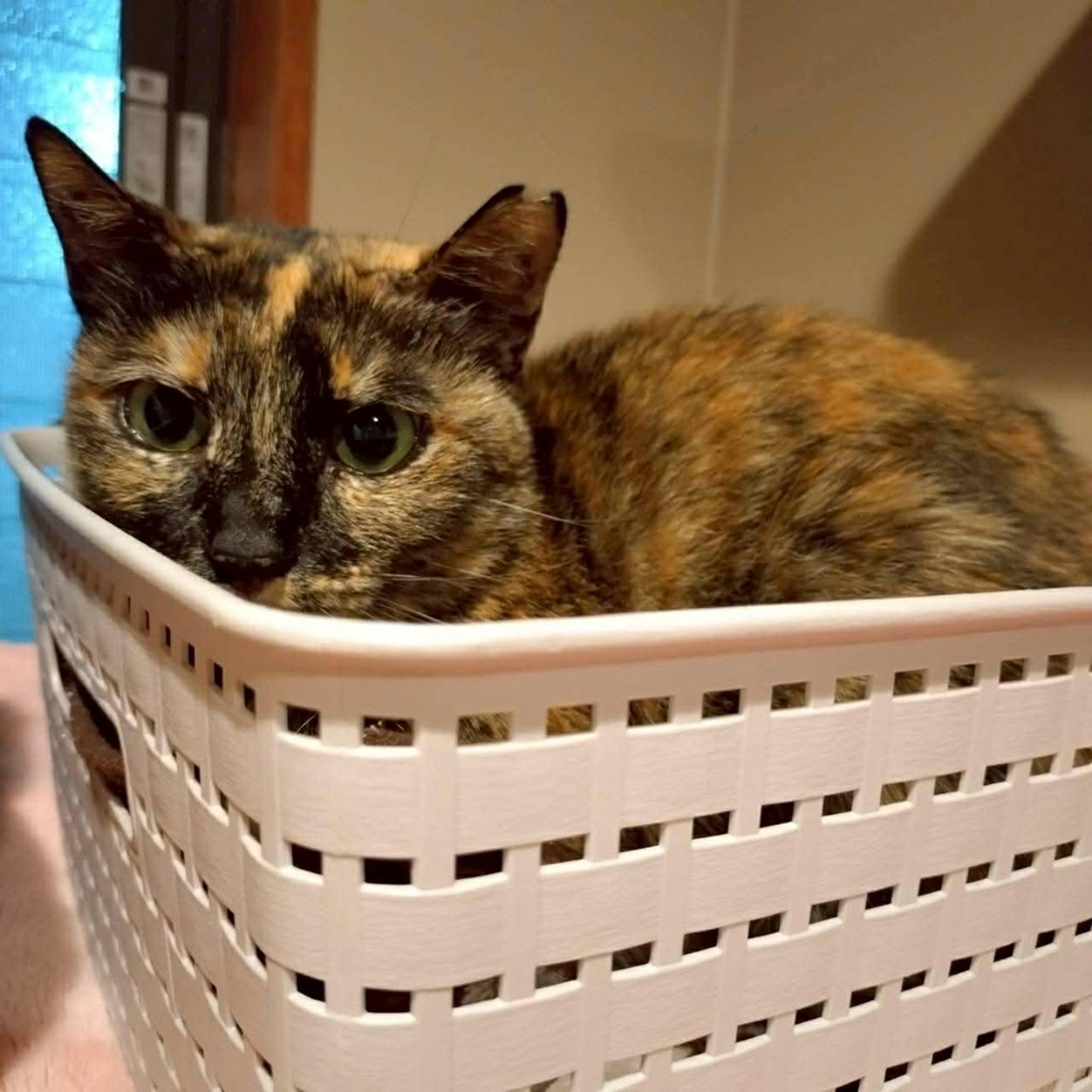 pet-image-3