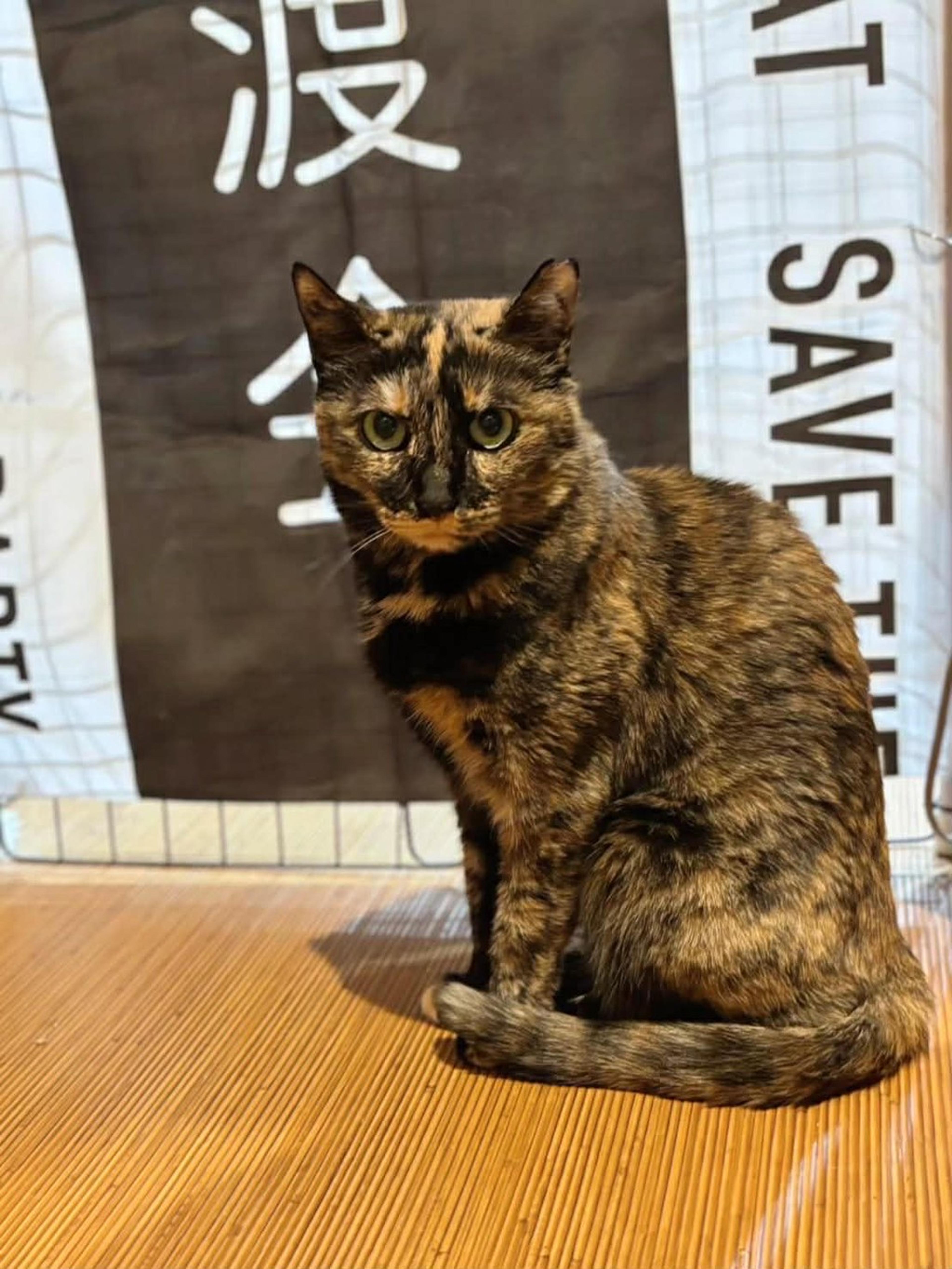 pet-image-4