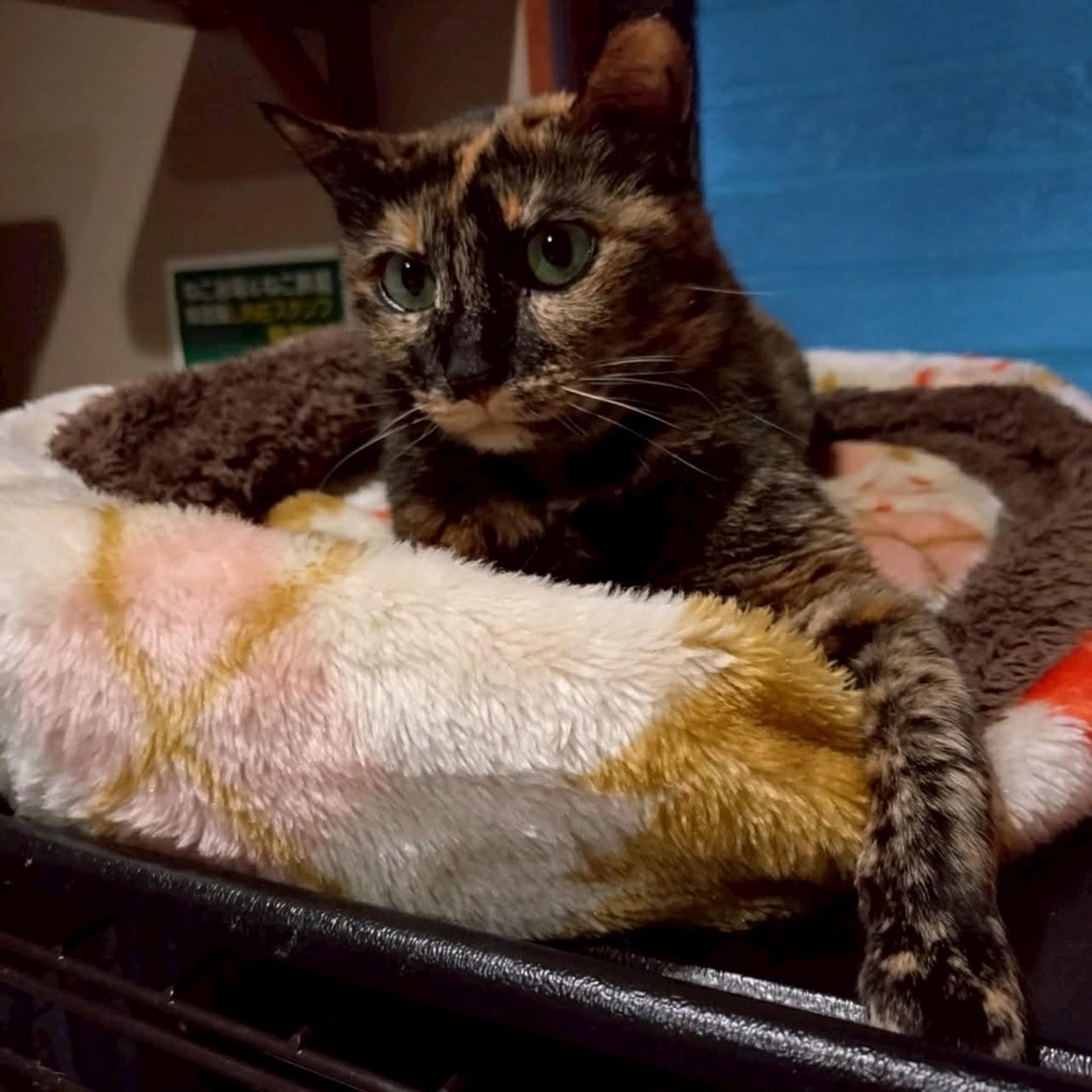 pet-image-5