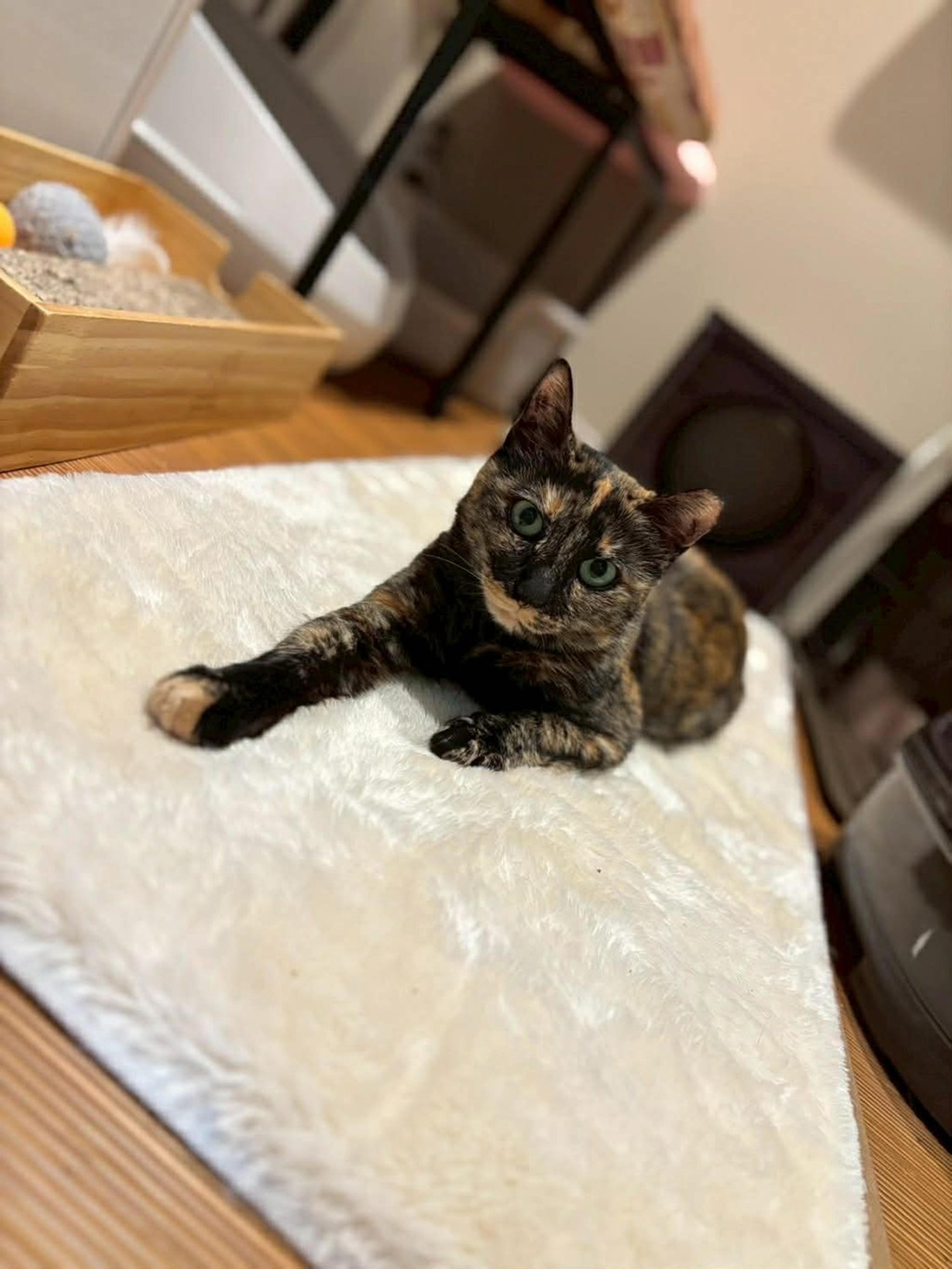 pet-image-6