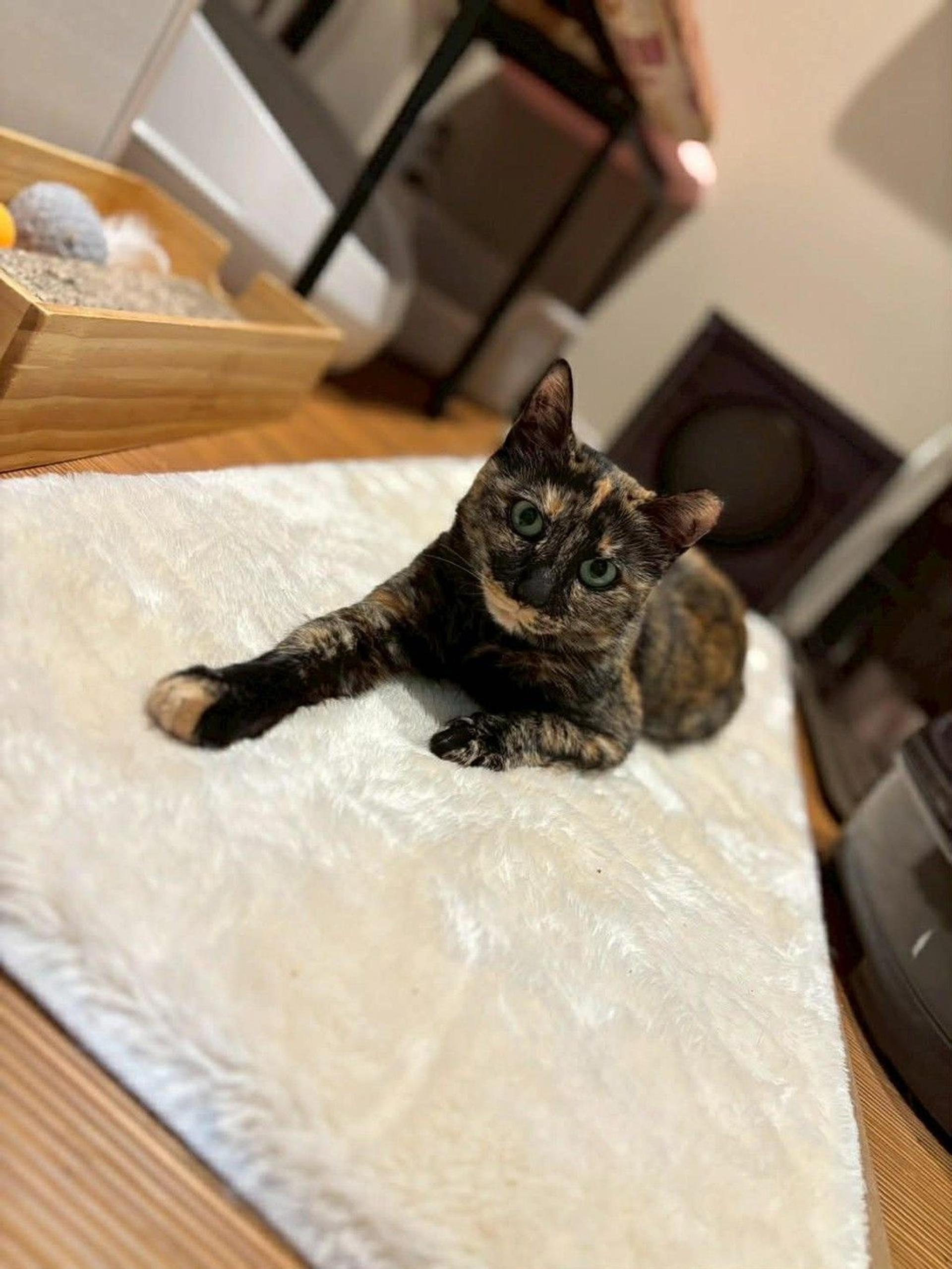 pet-image-6