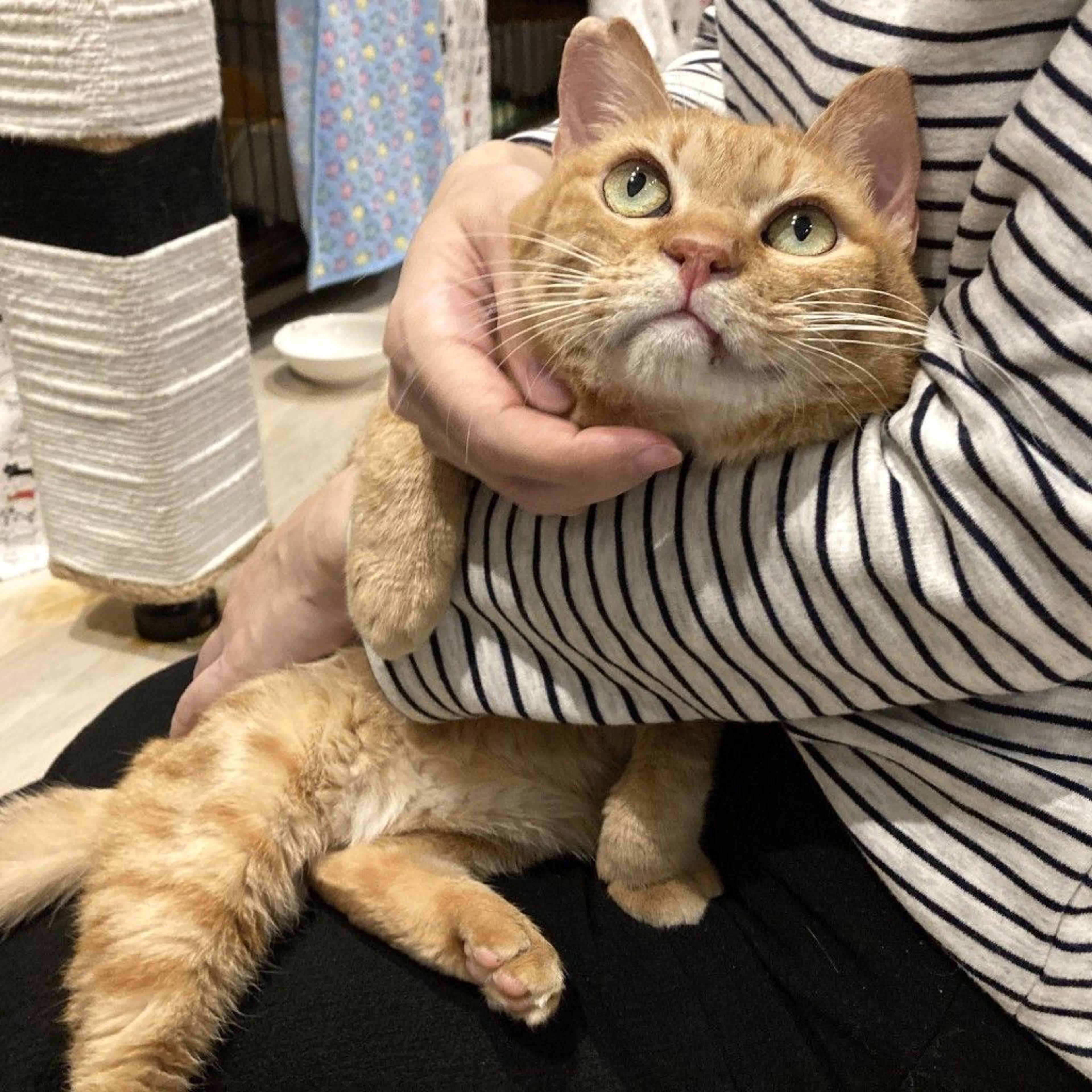 pet-image-3