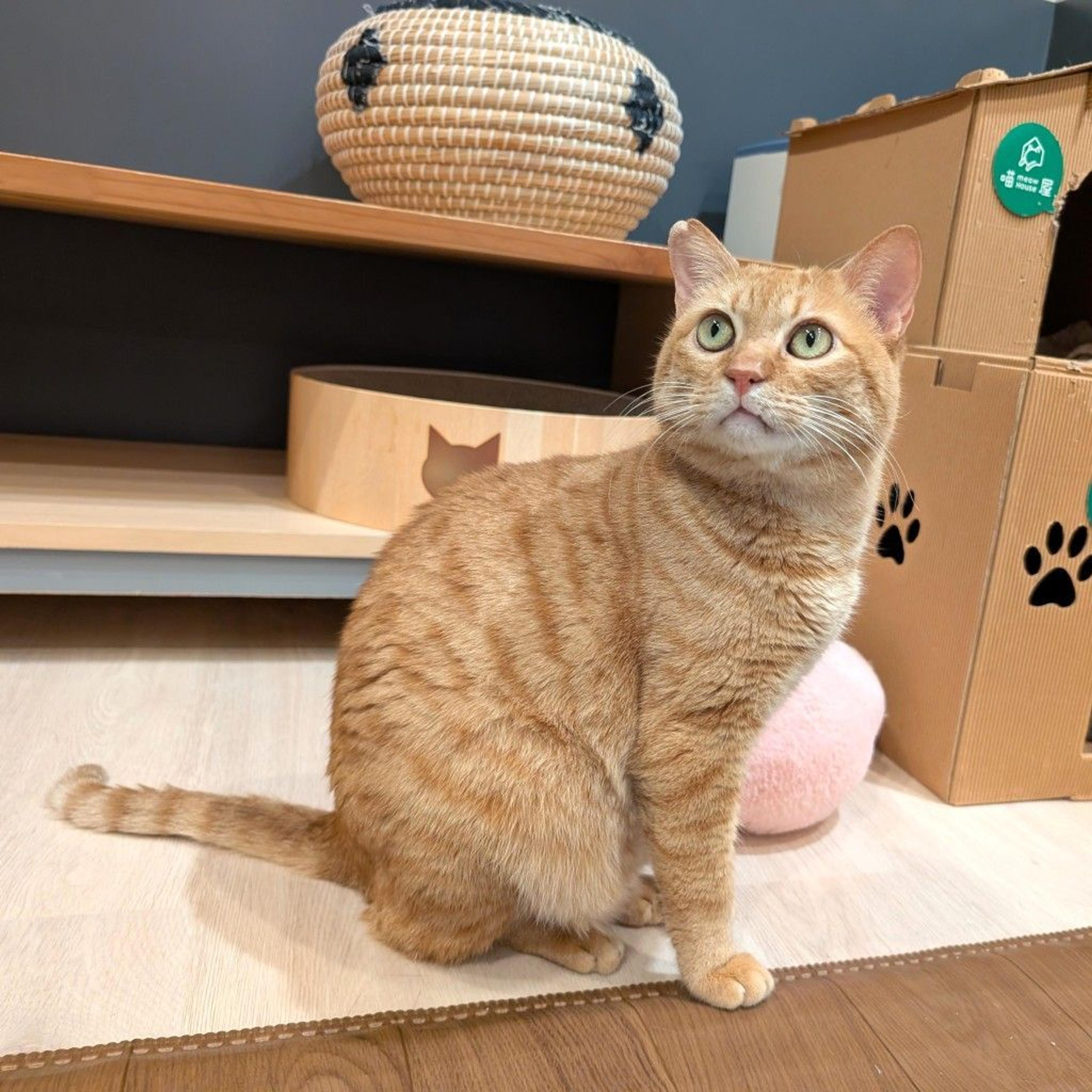 pet-image-2