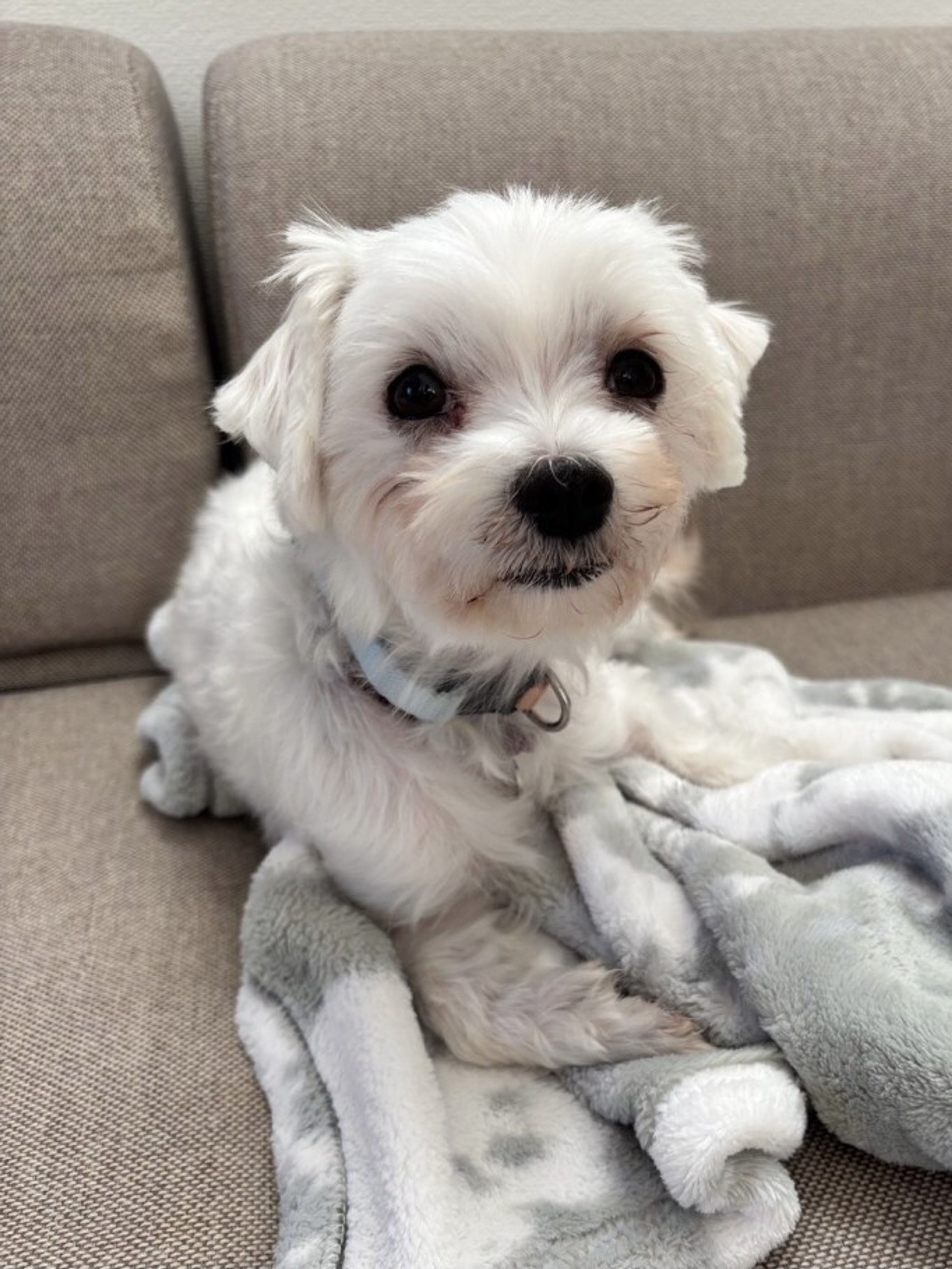 pet-image-4