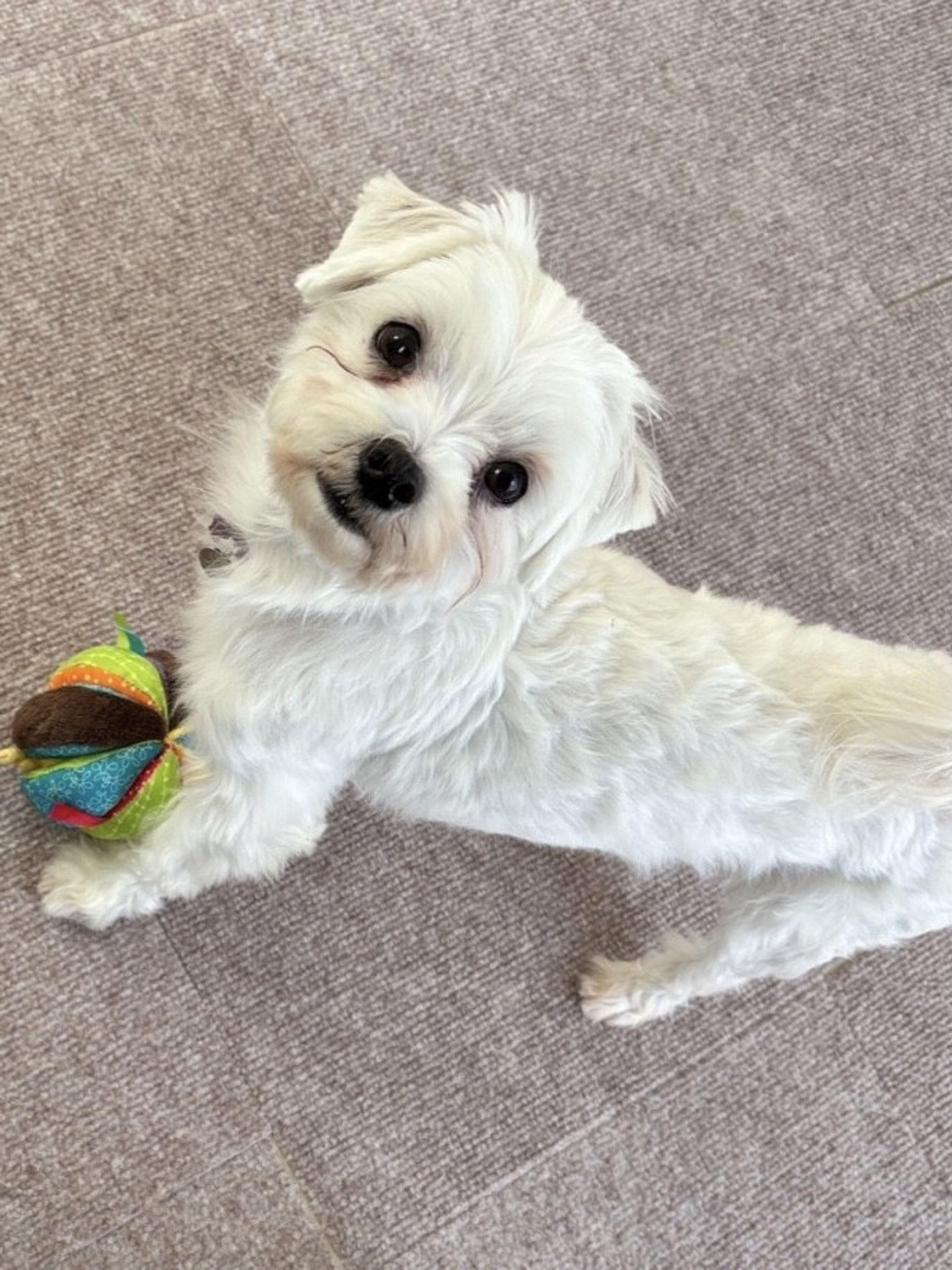 pet-image-3