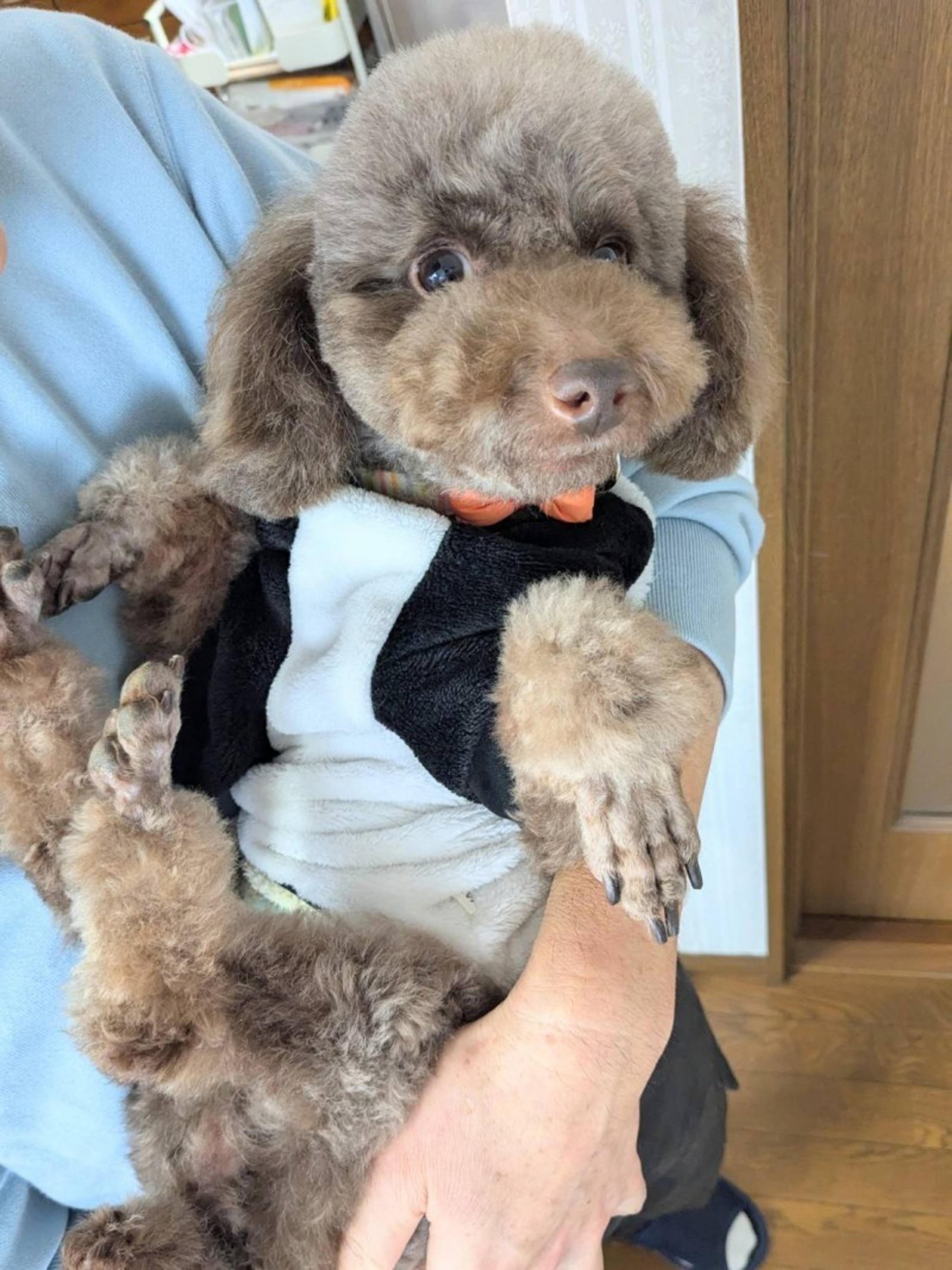 pet-image-2