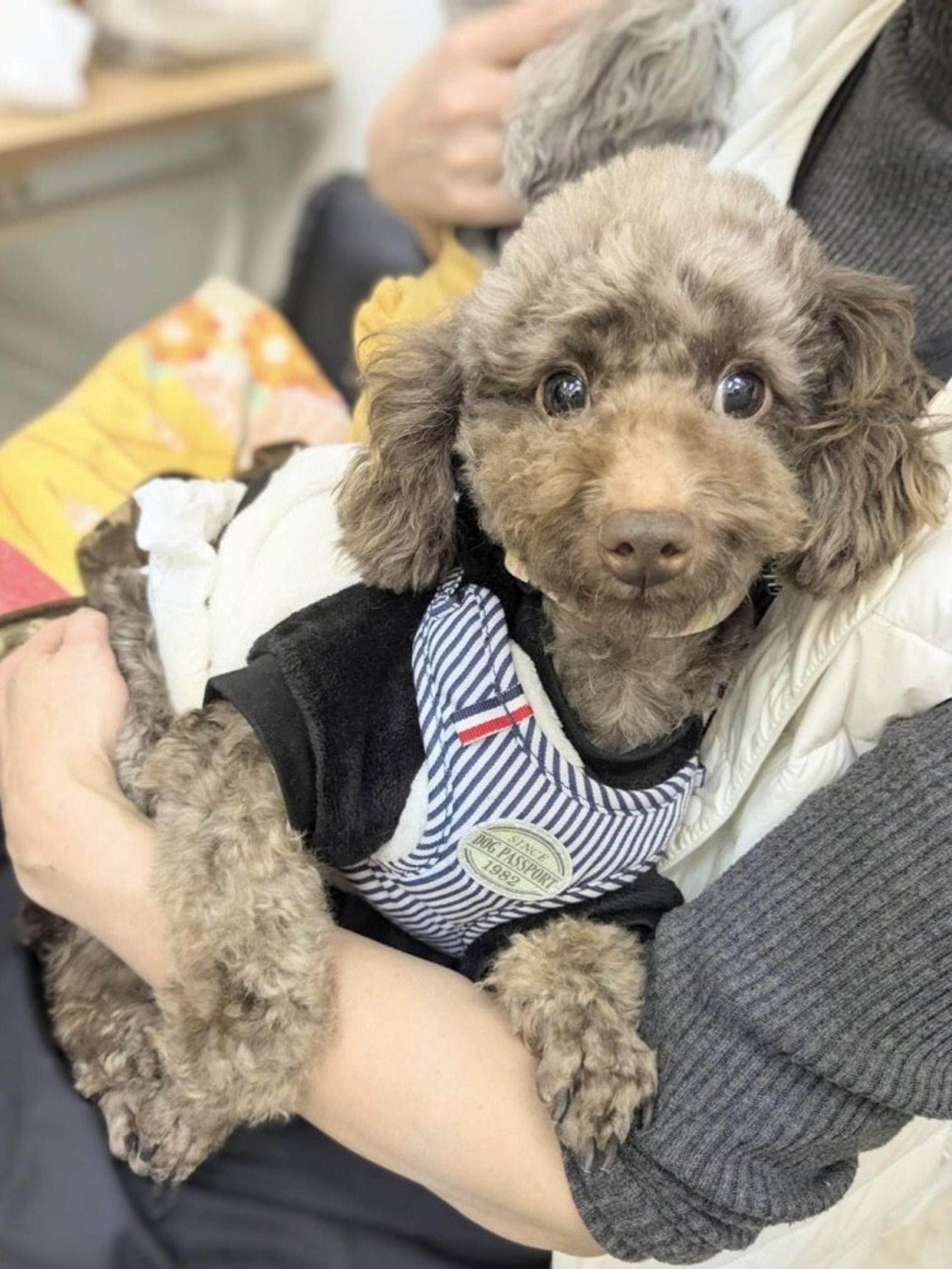 pet-image-3