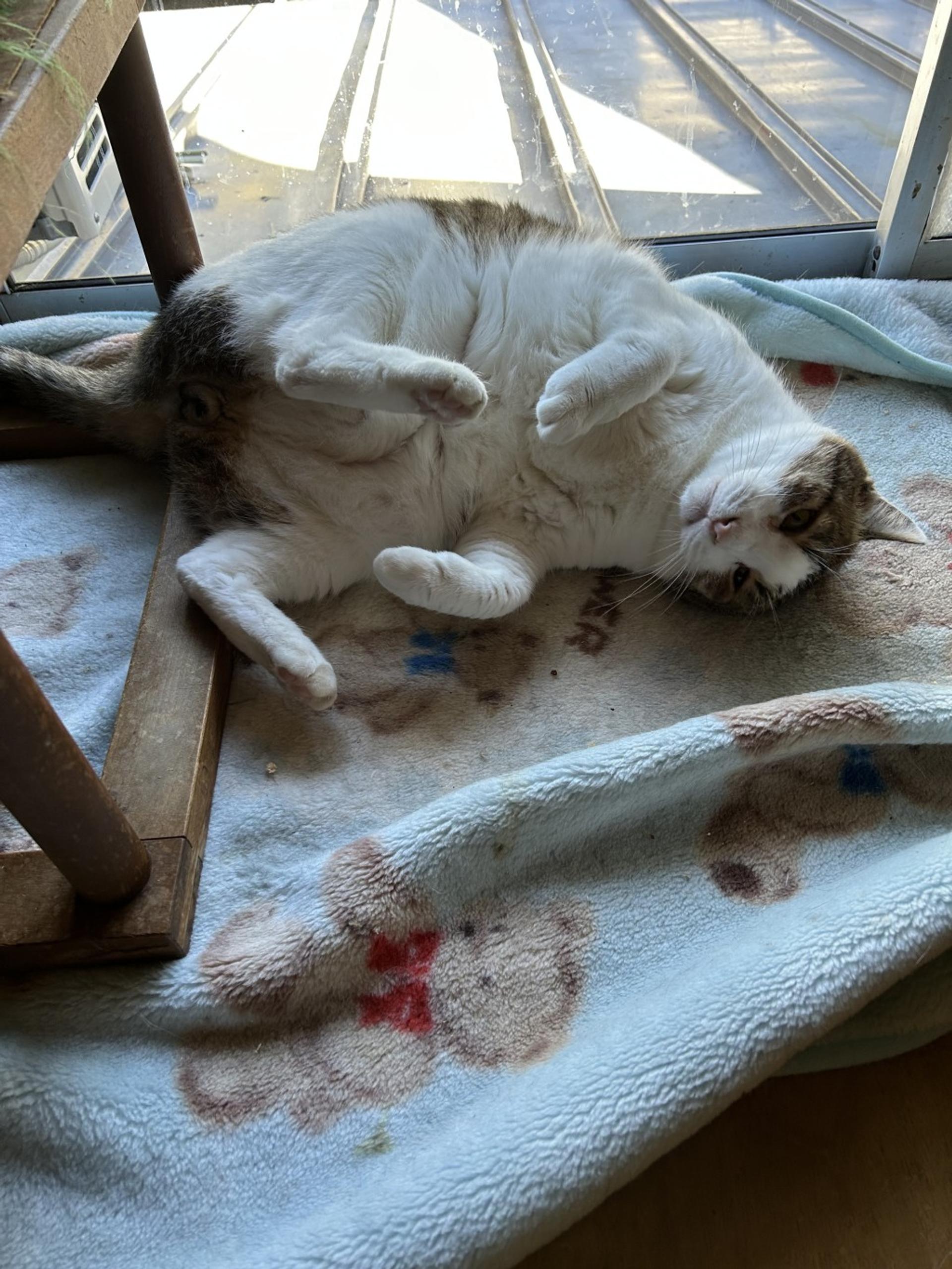 pet-image-7