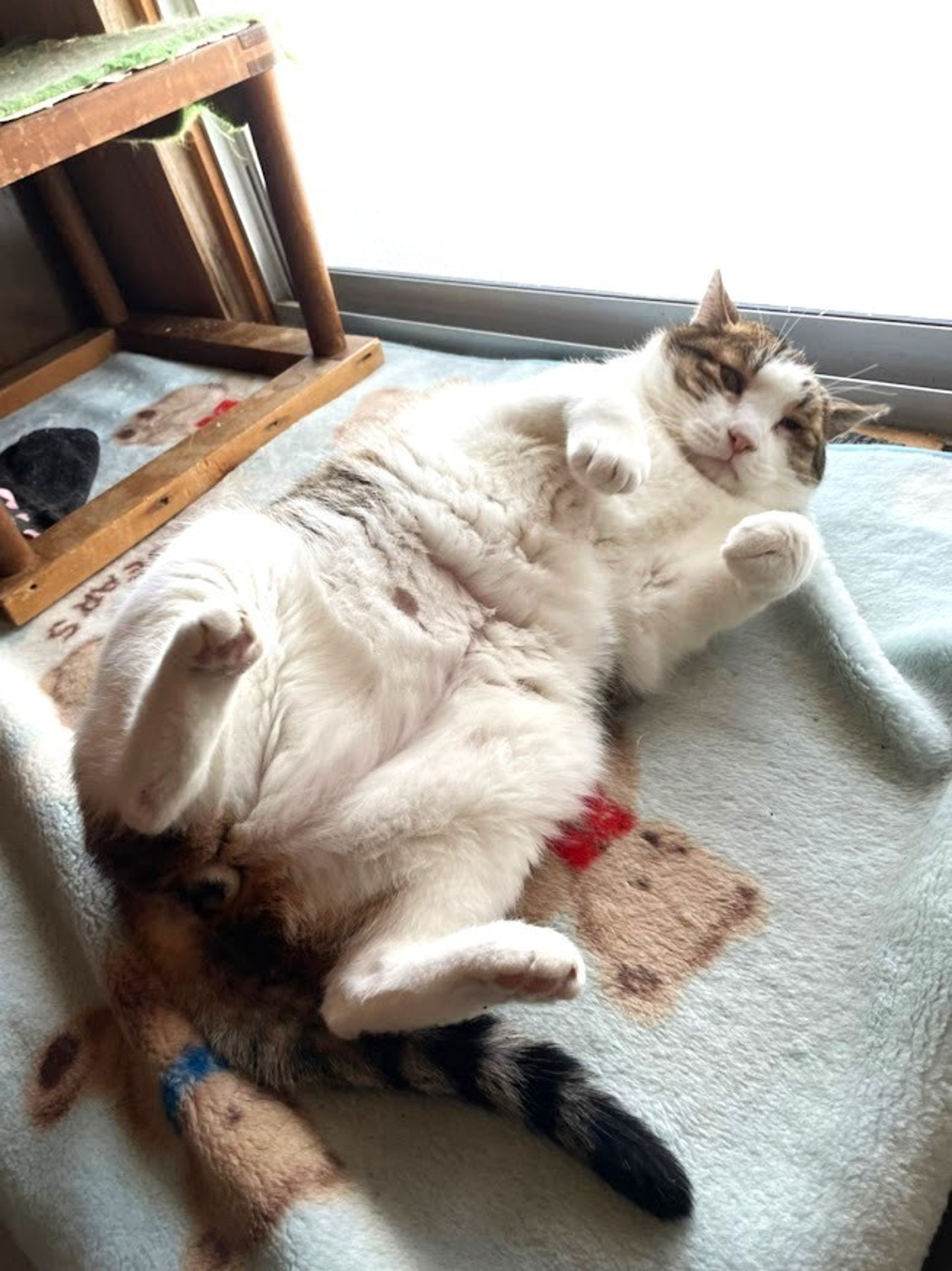 雑種（ミックス猫）・オスの里親募集の写真