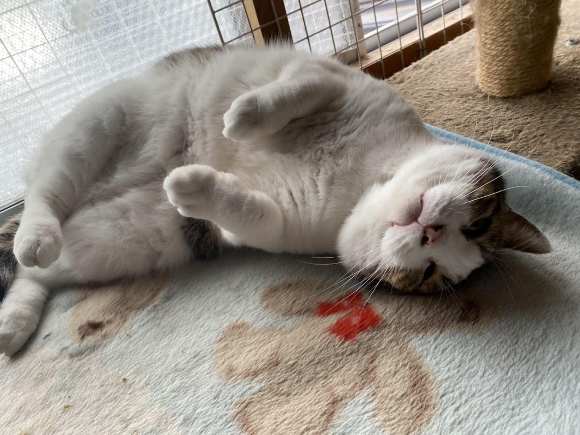pet-image-2