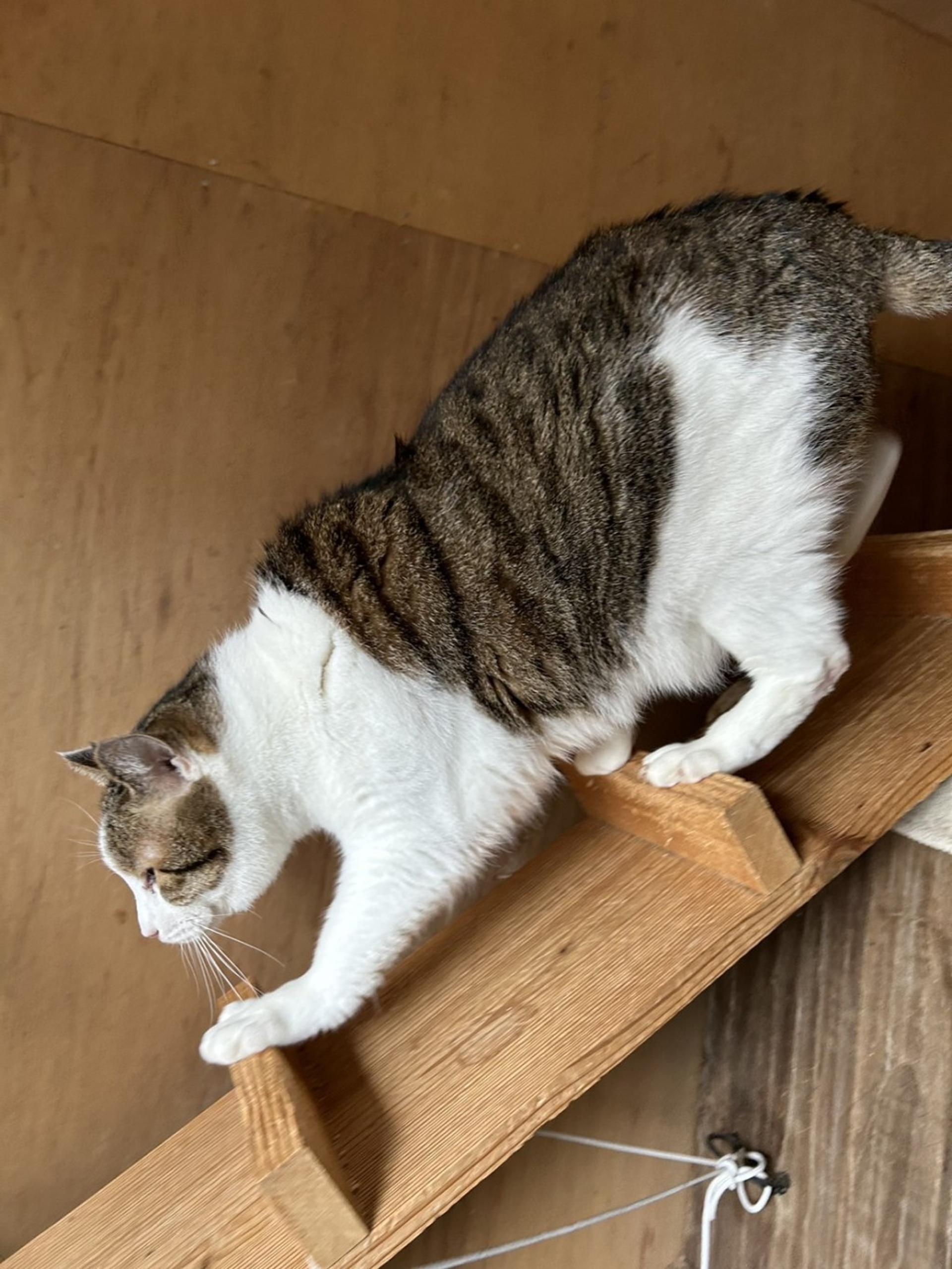 pet-image-5