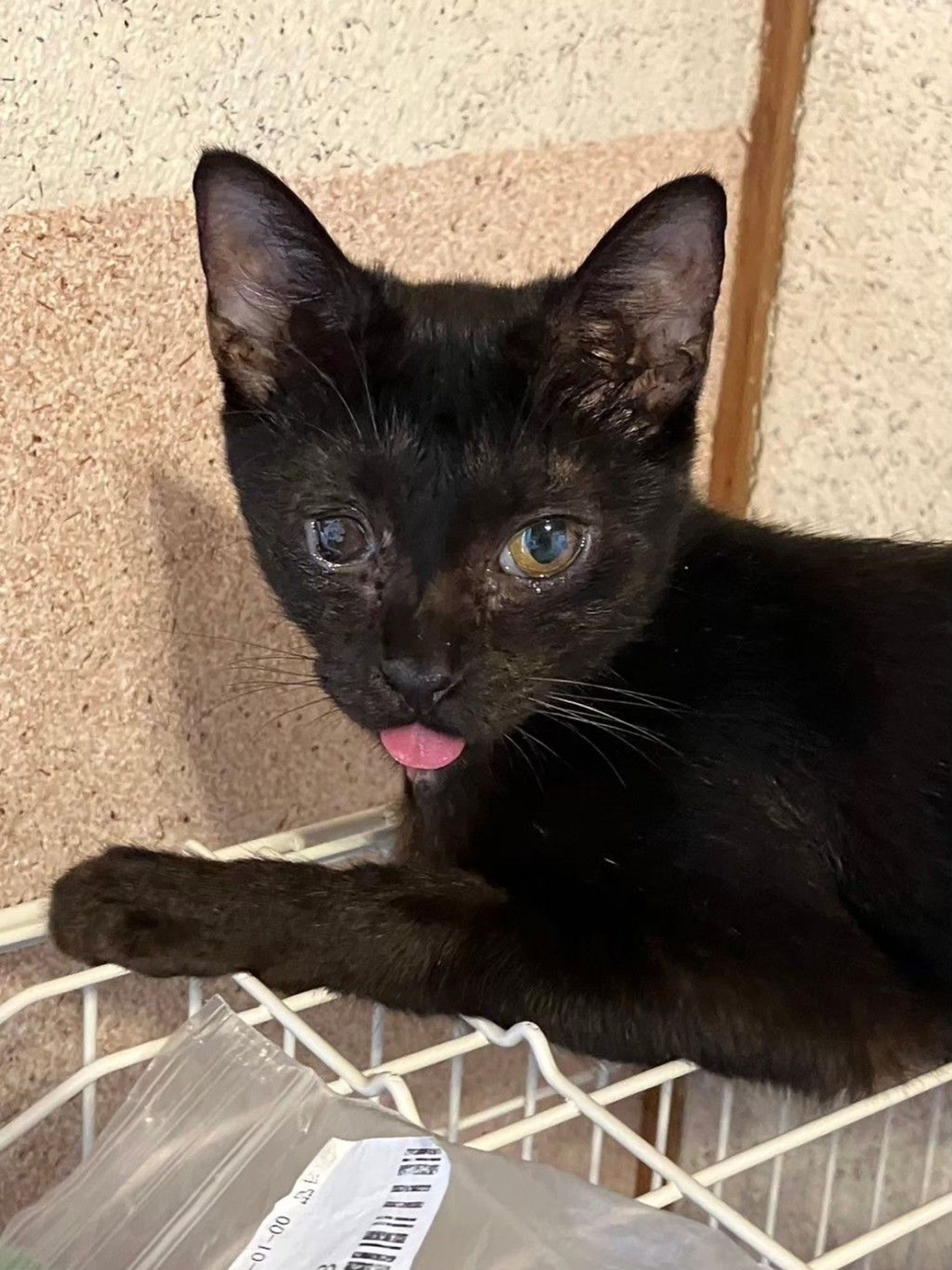 雑種（ミックス猫）・メスの里親募集の写真