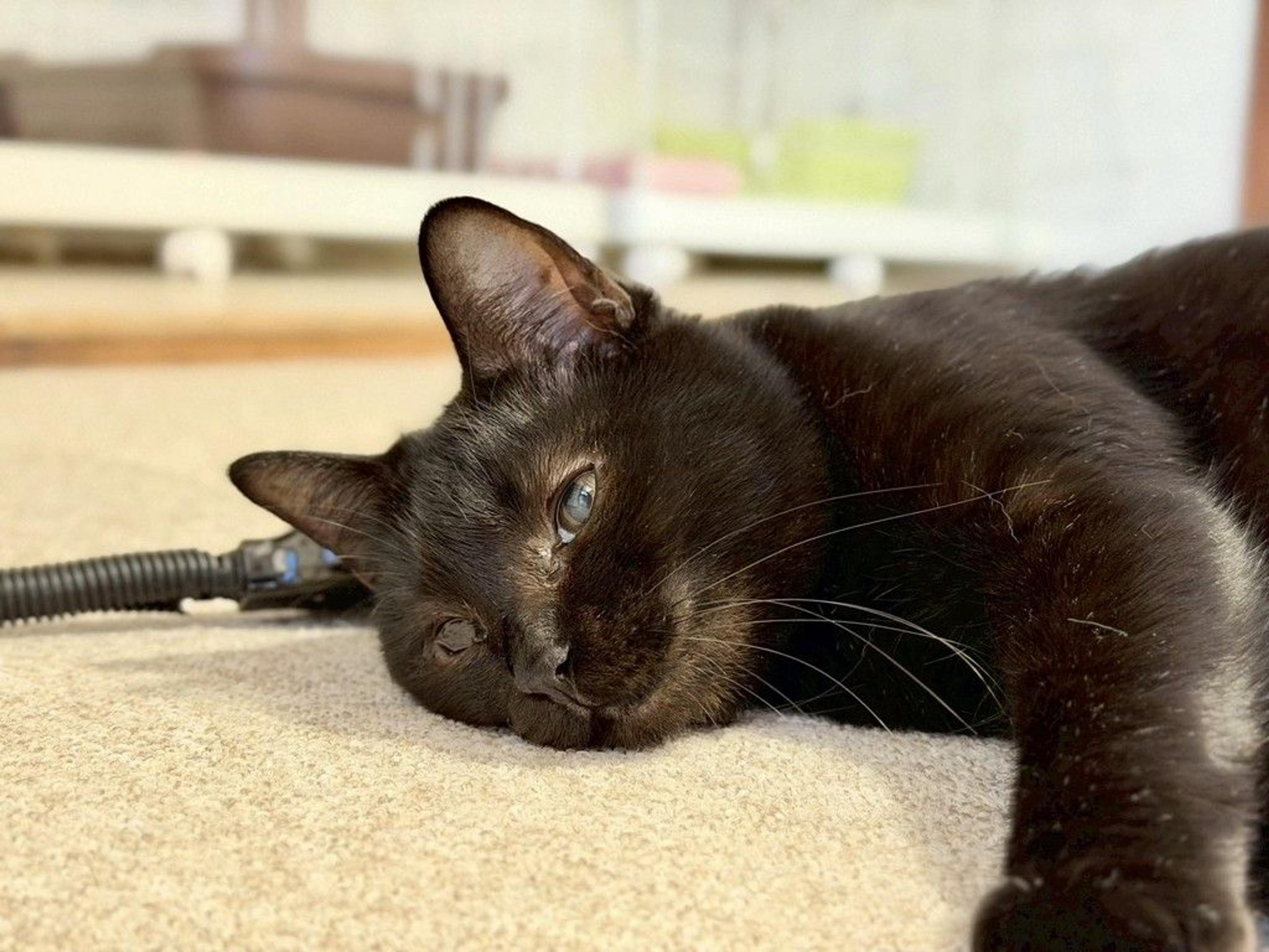 pet-image-10