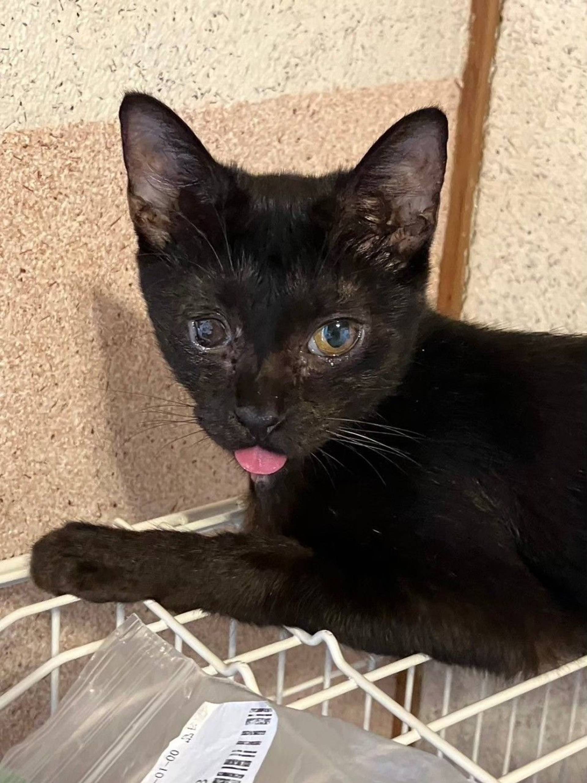 雑種（ミックス猫）・メスの里親募集の写真