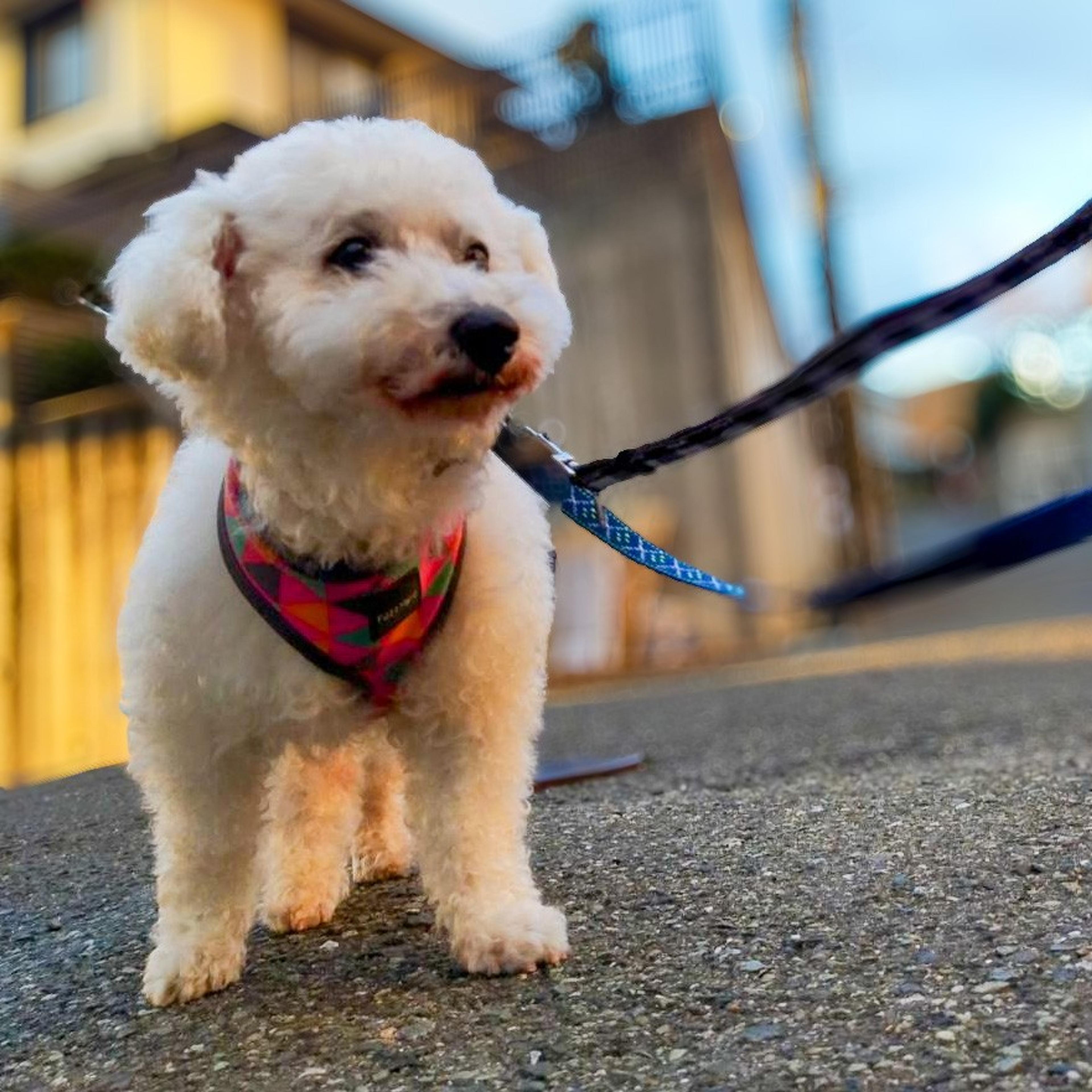 pet-image-2
