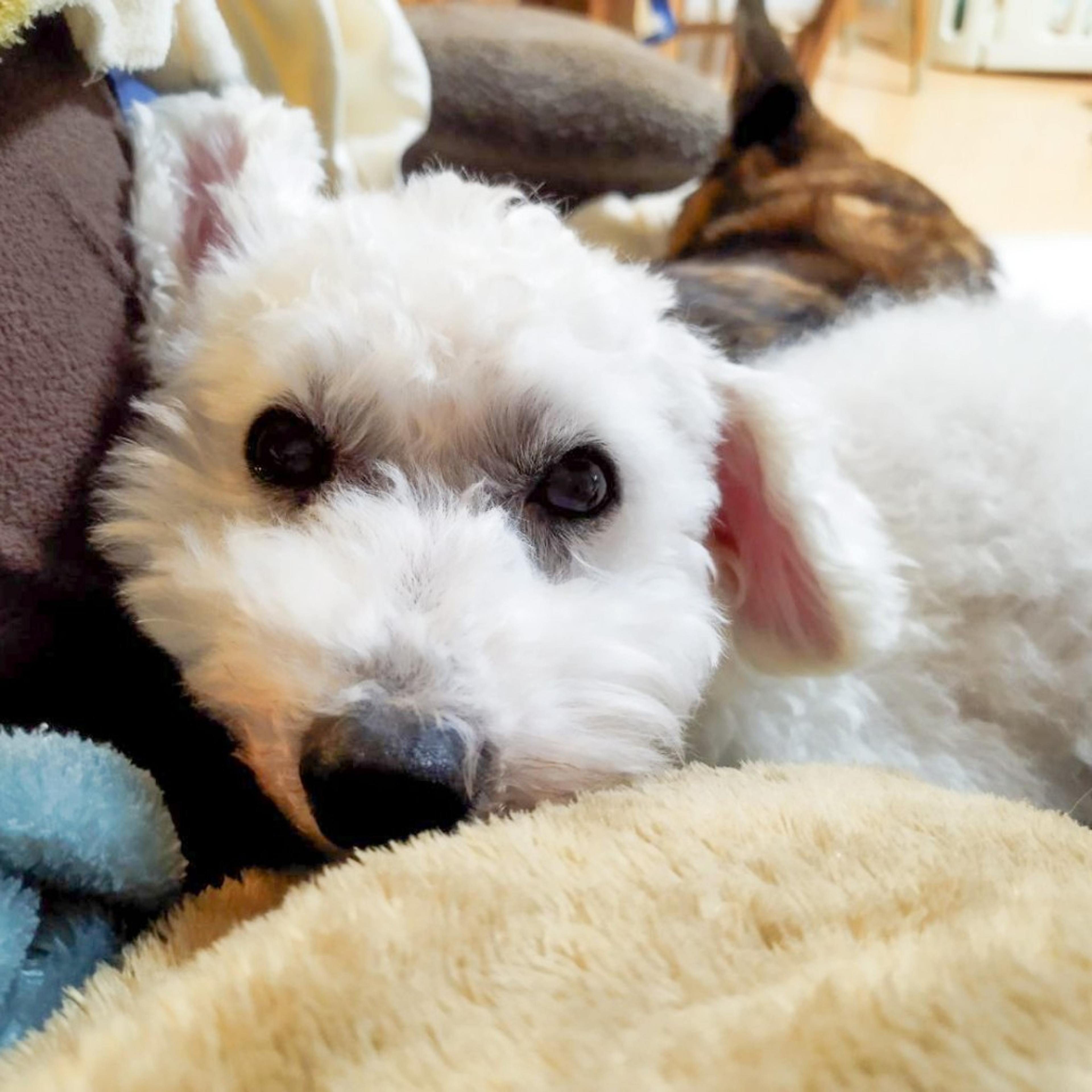pet-image-3
