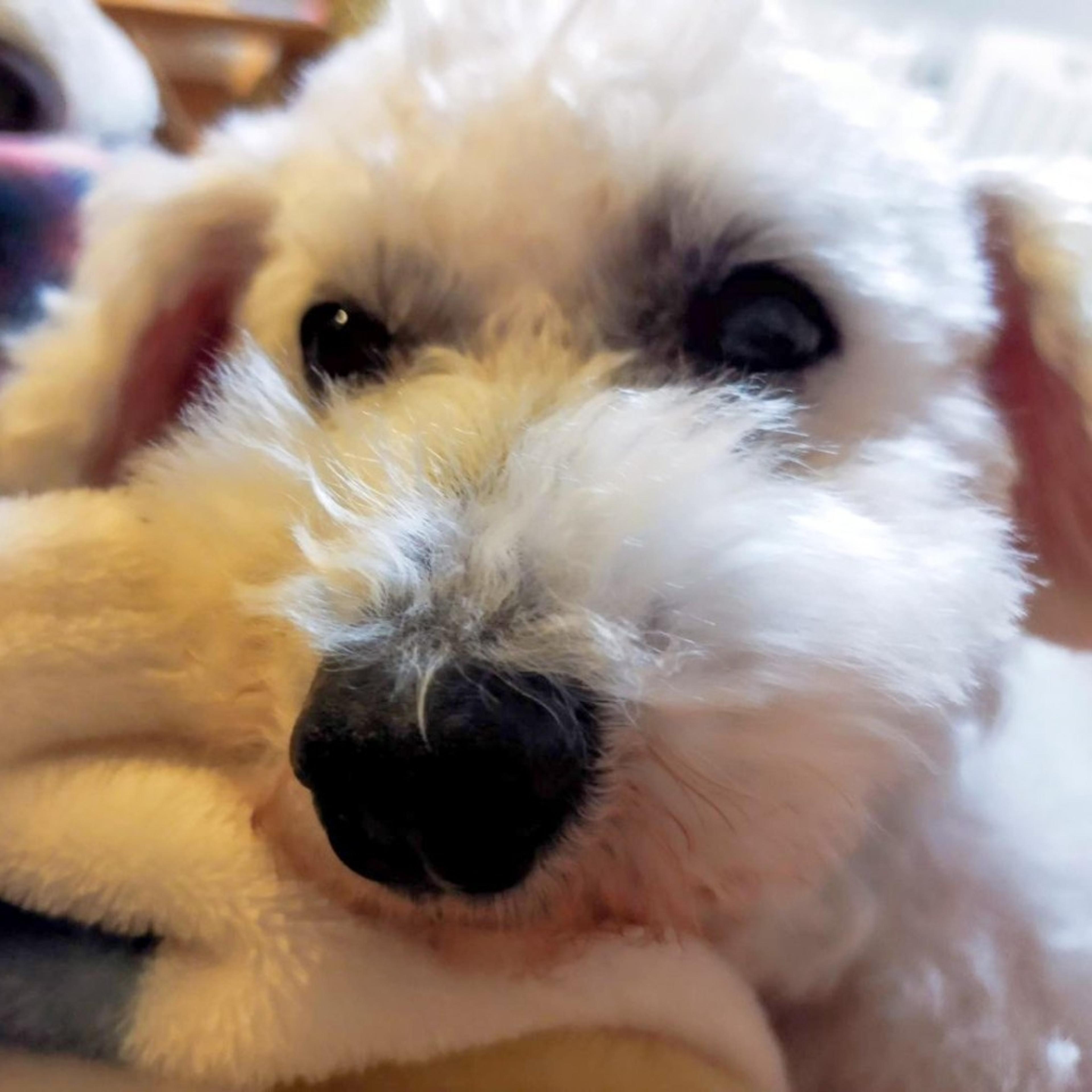 pet-image-4