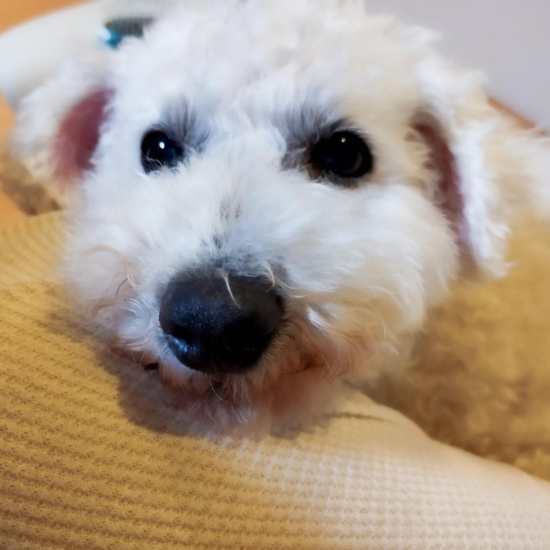 pet-image-5