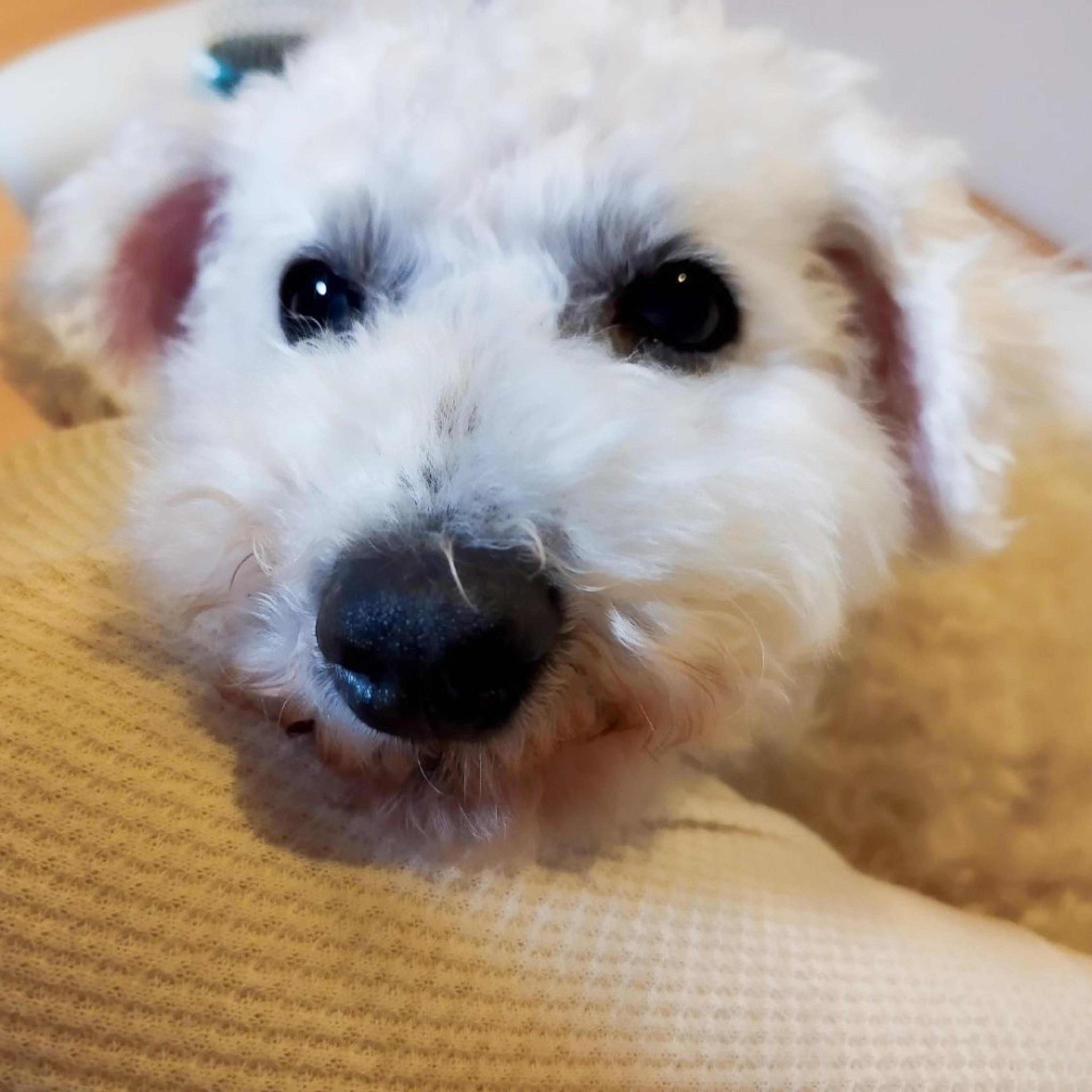 pet-image-5