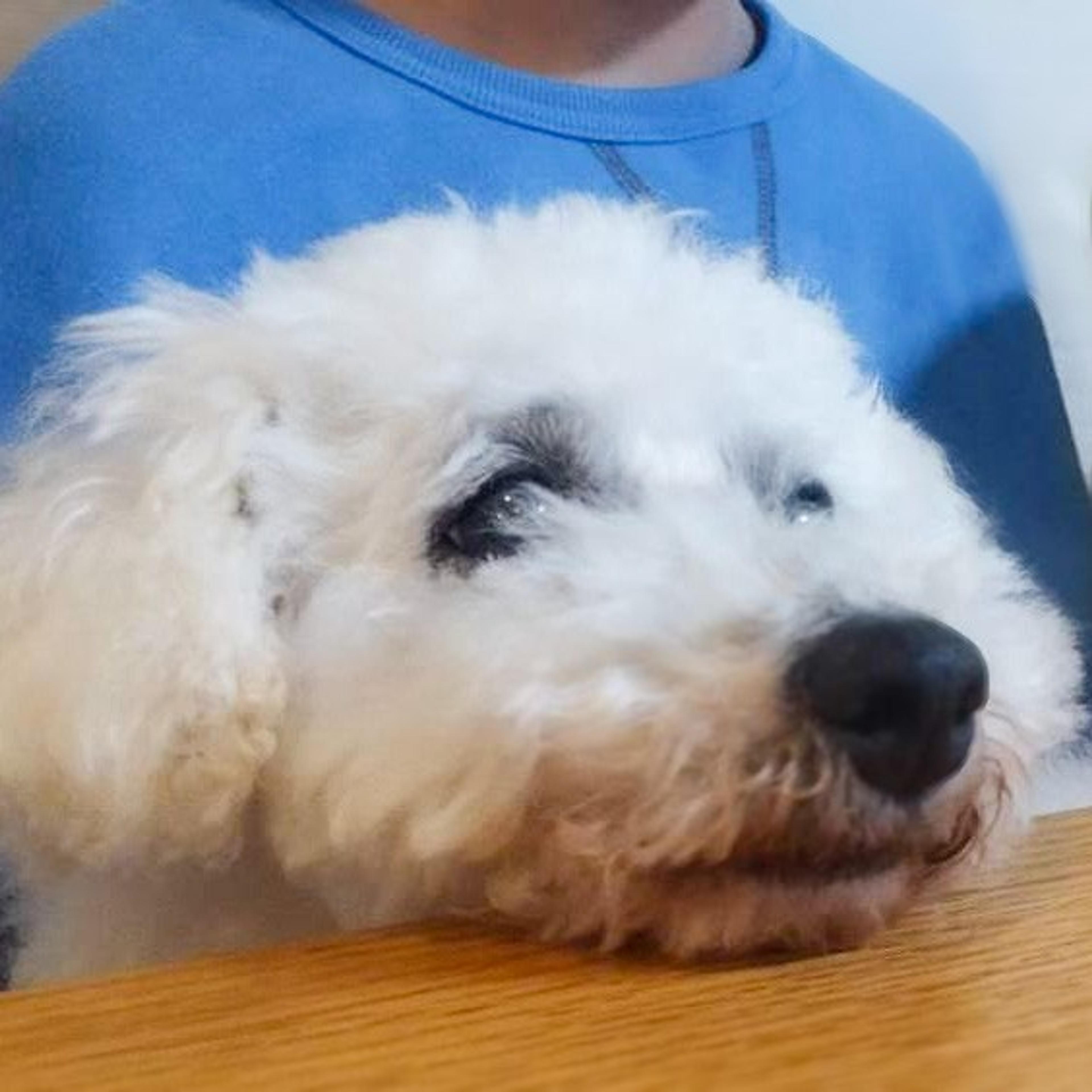 pet-image-6