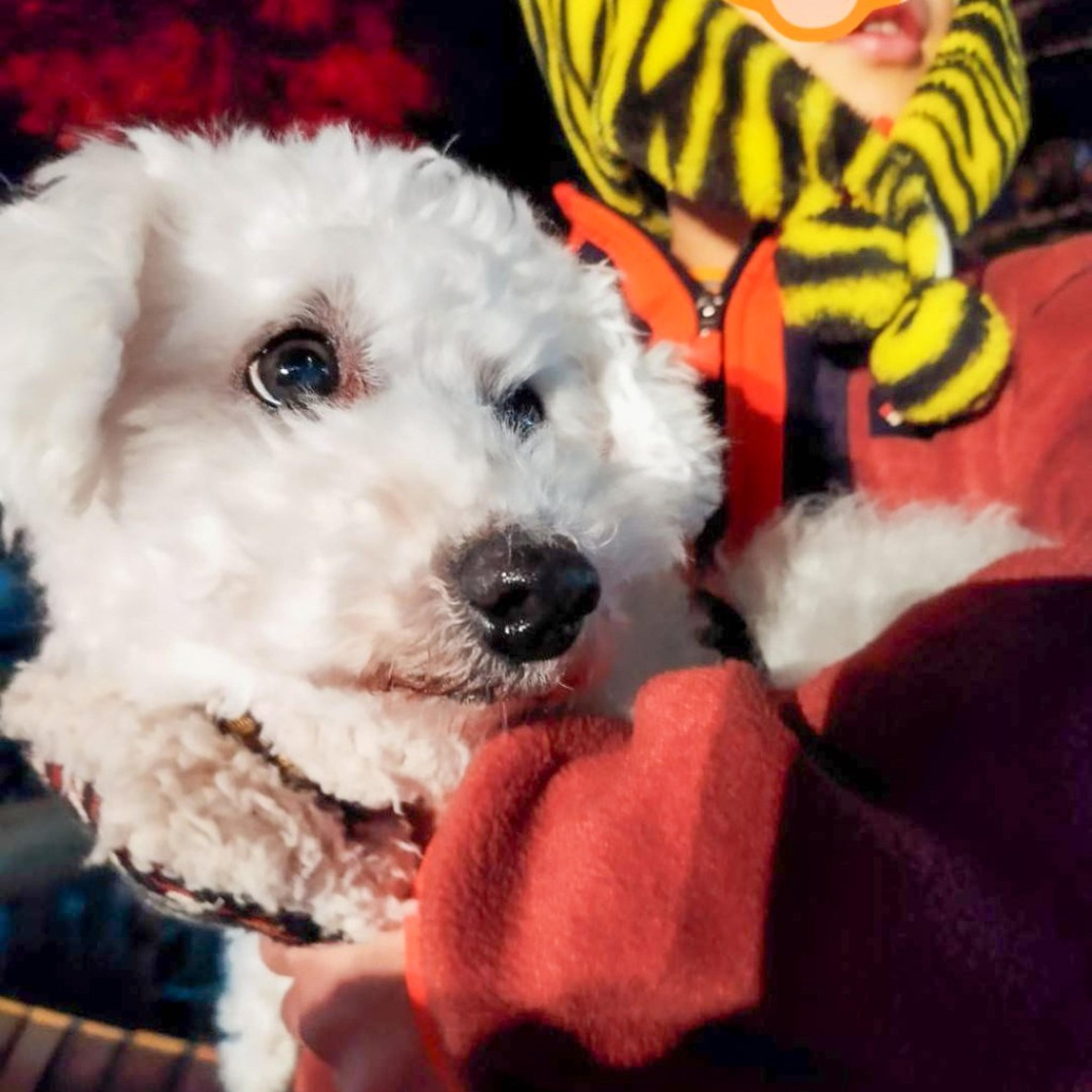 pet-image-7
