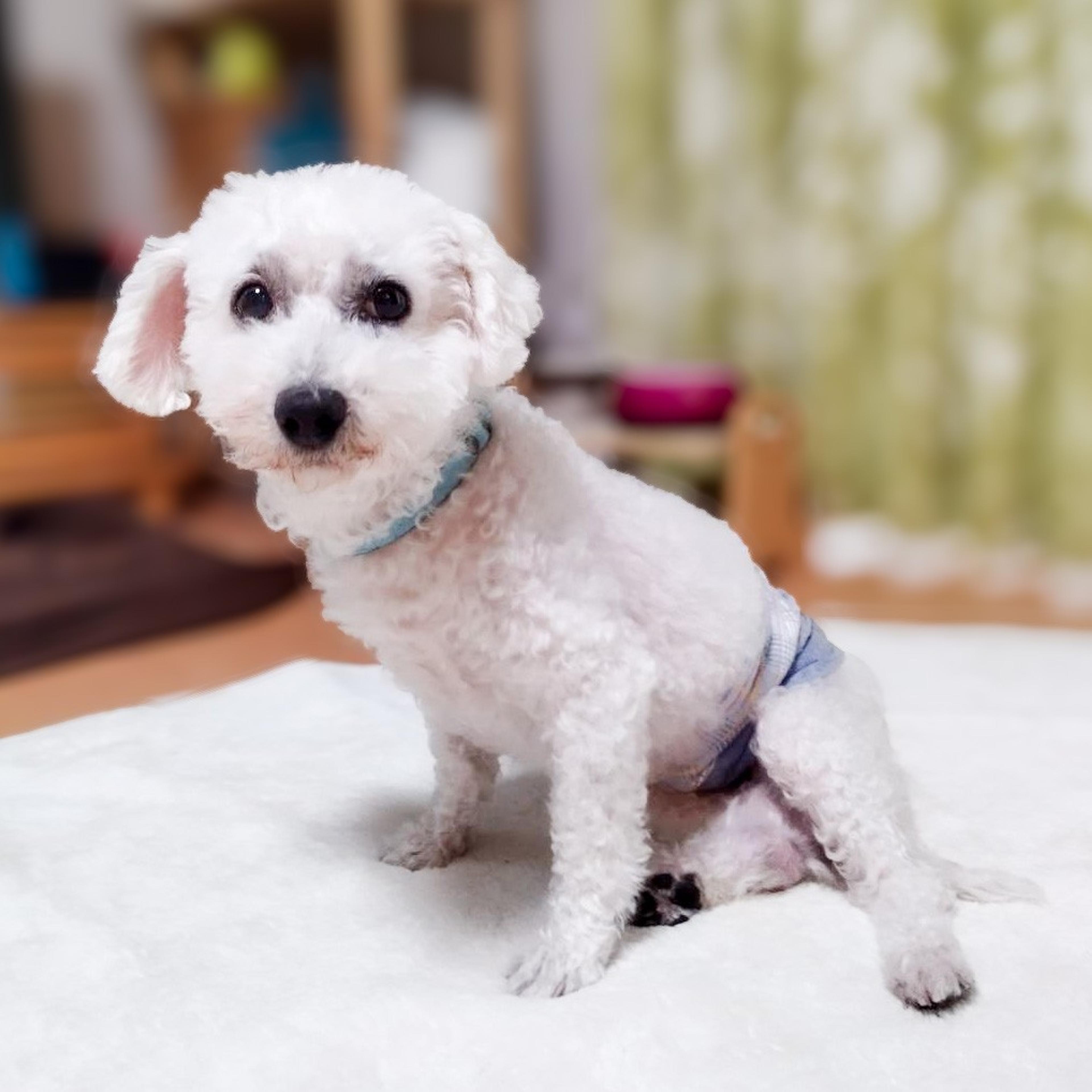 pet-image-8