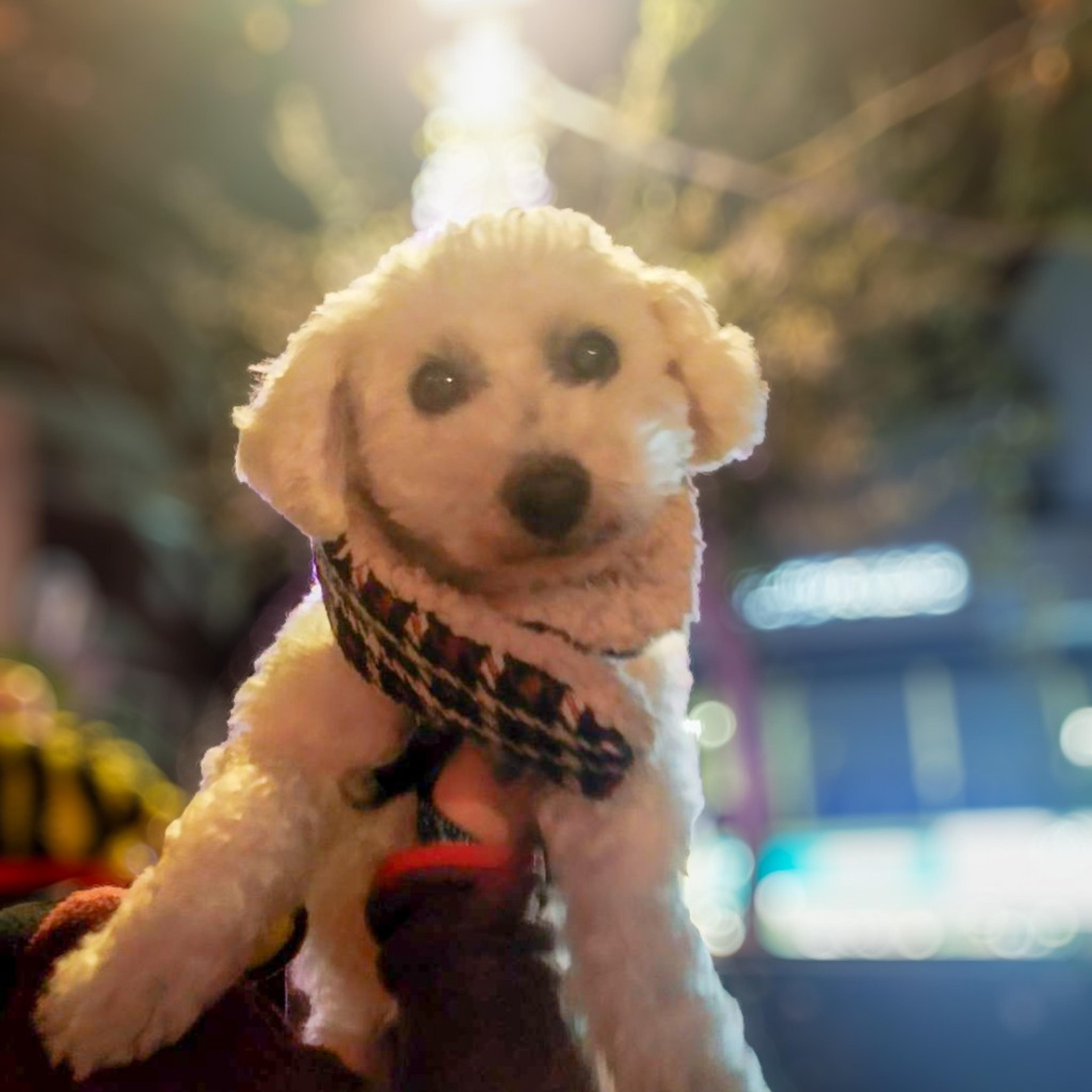 pet-image-9